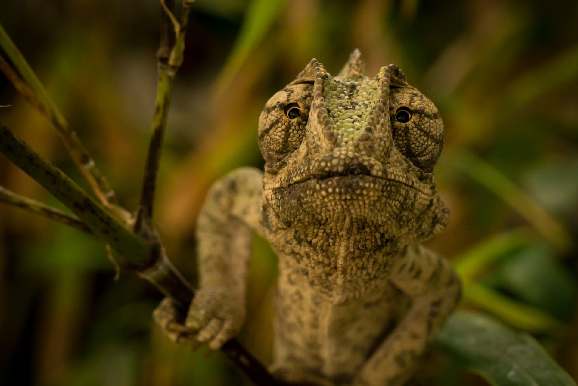 lizard chameleon eyes branch