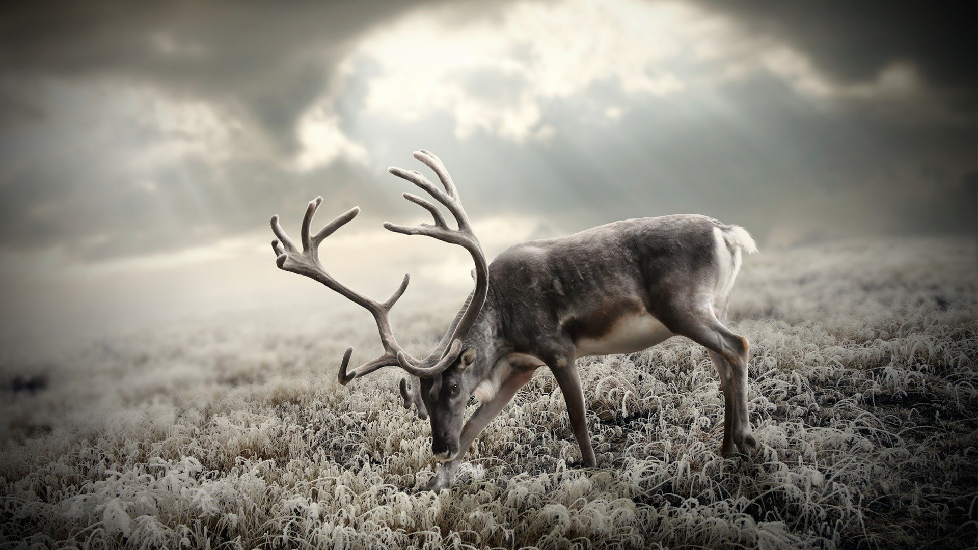 tundra reindeer horn grass frost sky sun