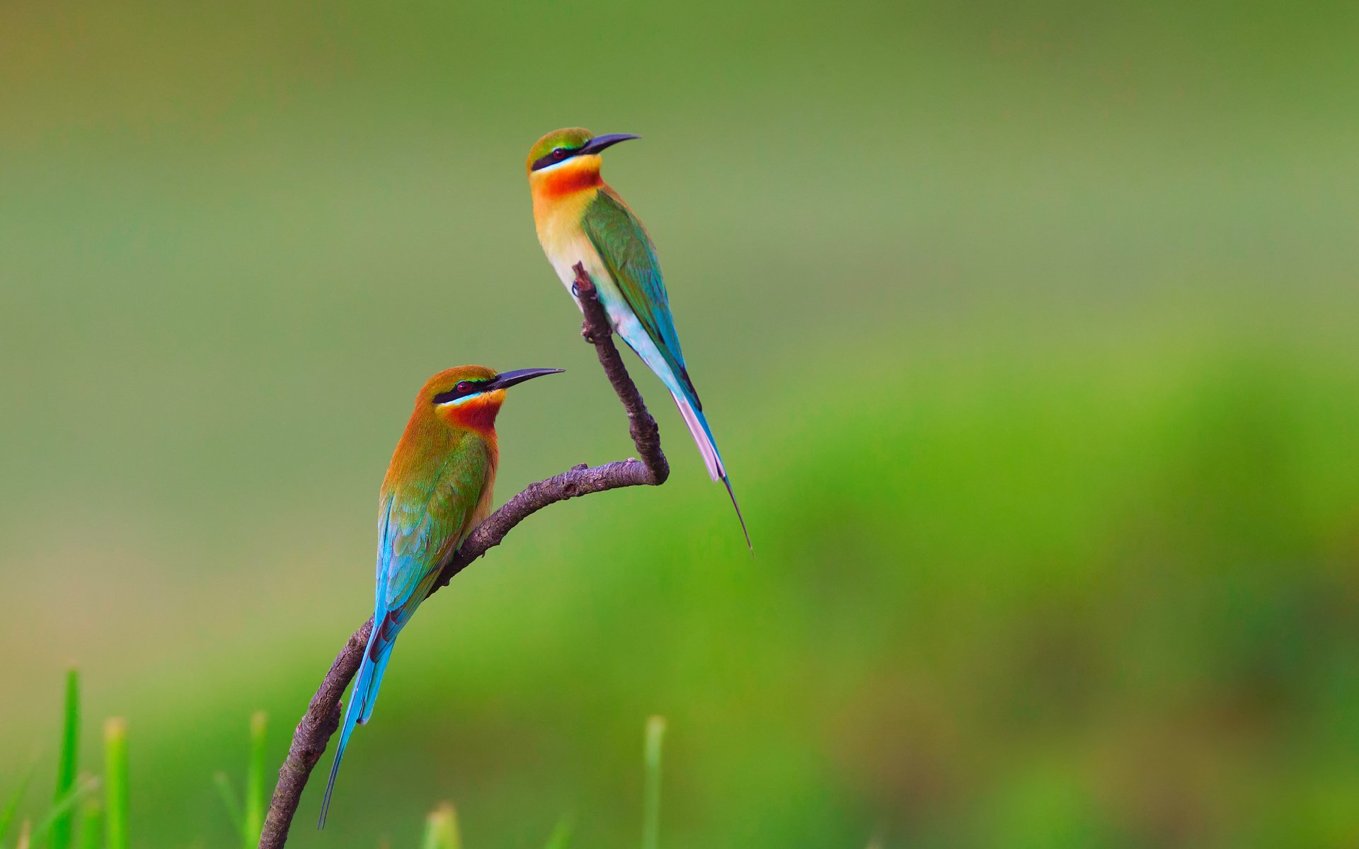 birds pcheloedki golden bee-eater branch