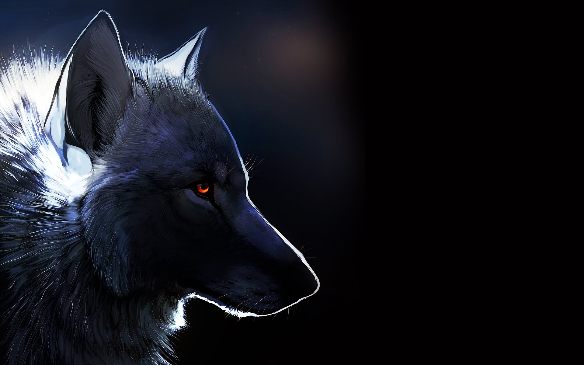 loup fond noir yeux d ambre