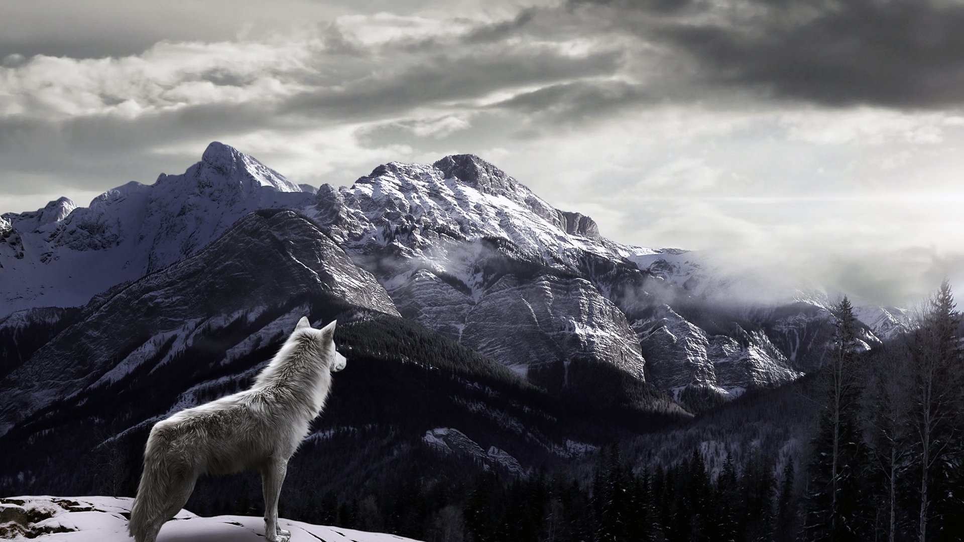 loup montagnes neige brouillard