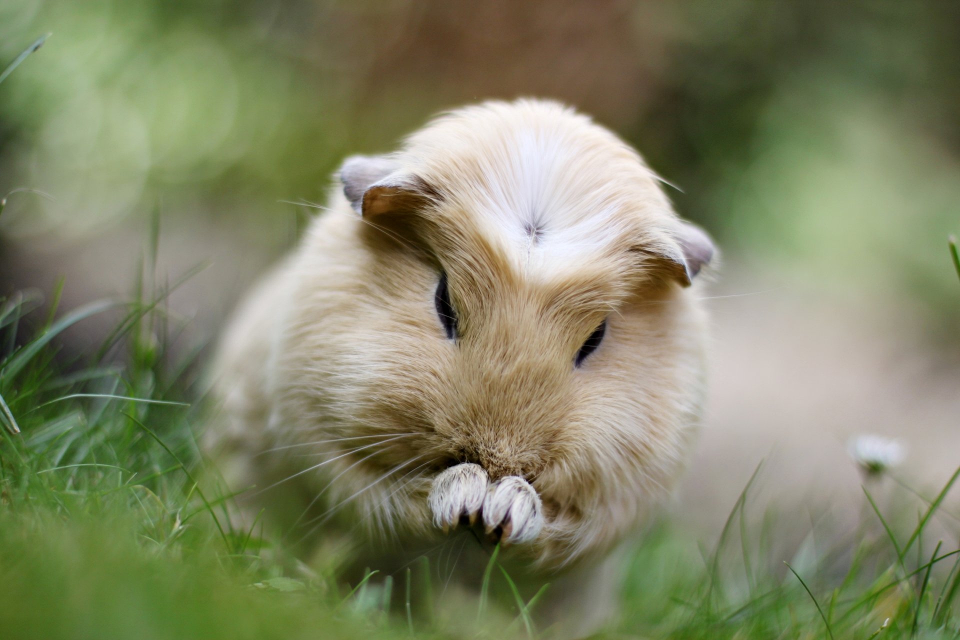 cavia animale roditore colore beige erba foto