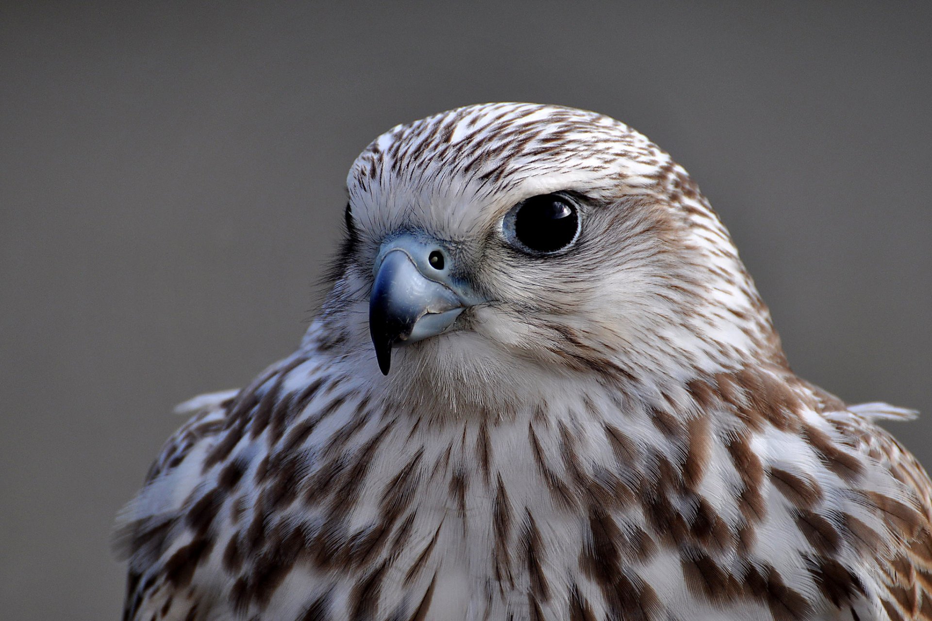 halcón pájaro retrato mirada gris fondo