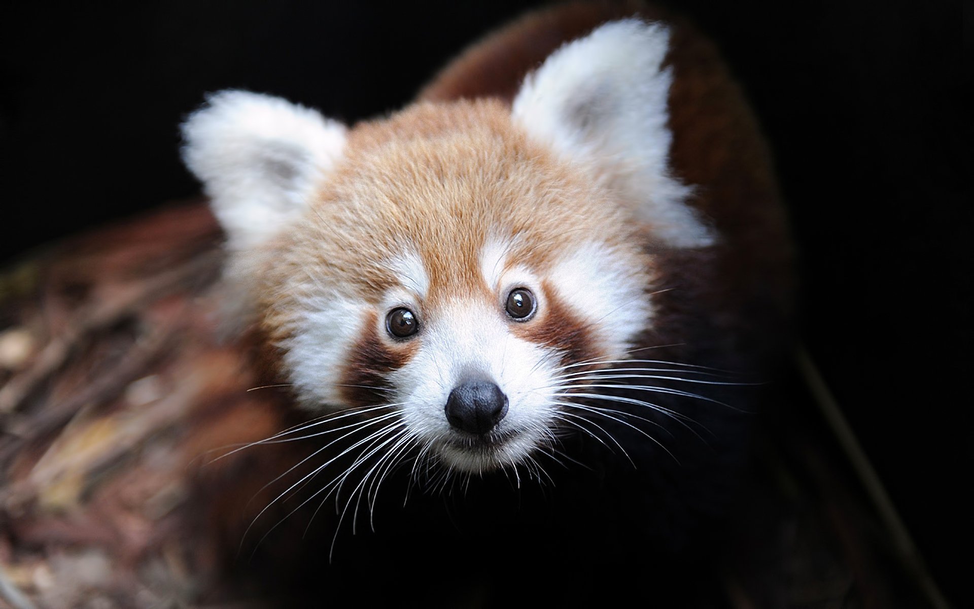 firefox ailurus fulgens red panda