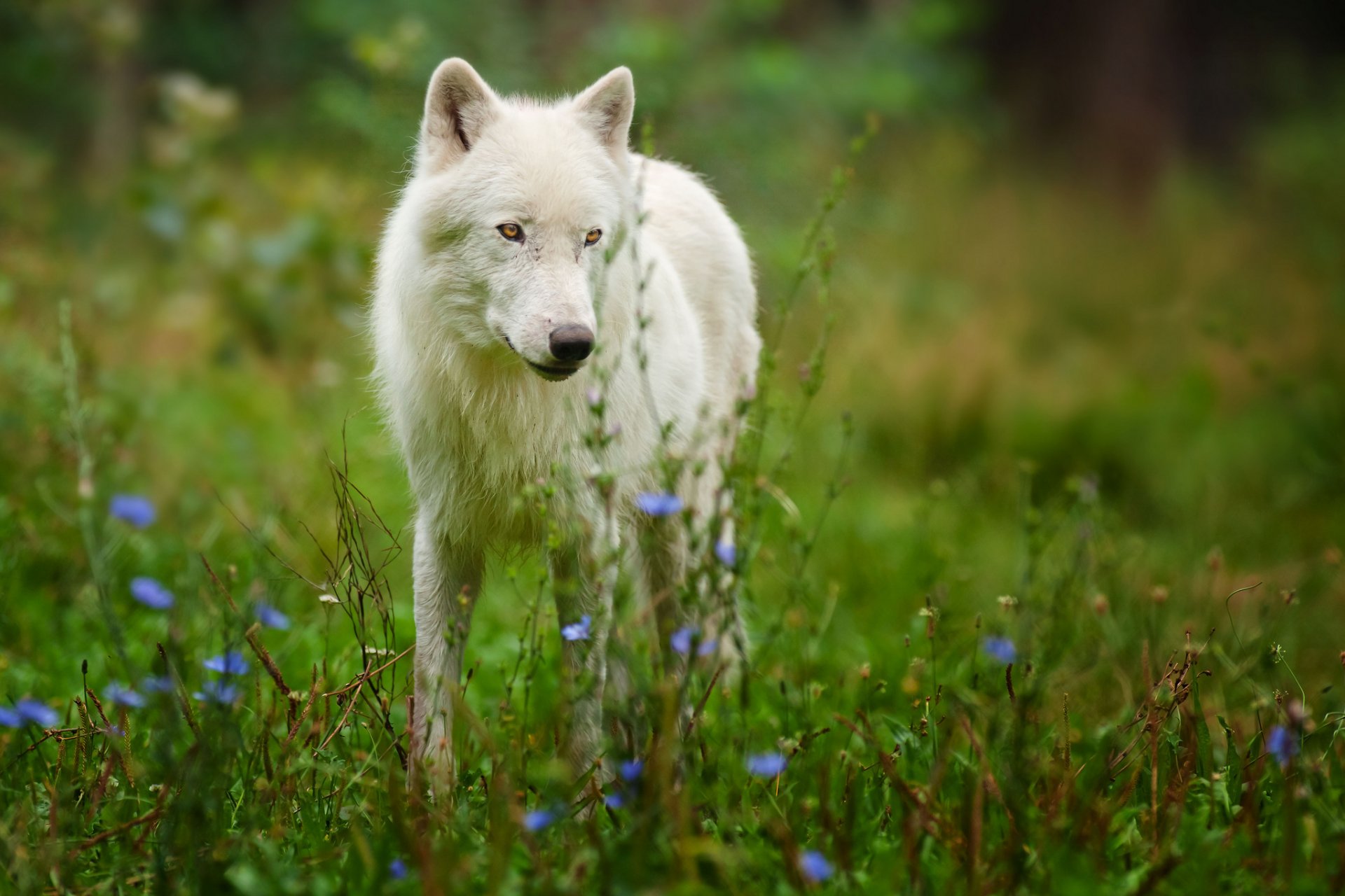 wilk arktyczny wilk polarny drapieżnik