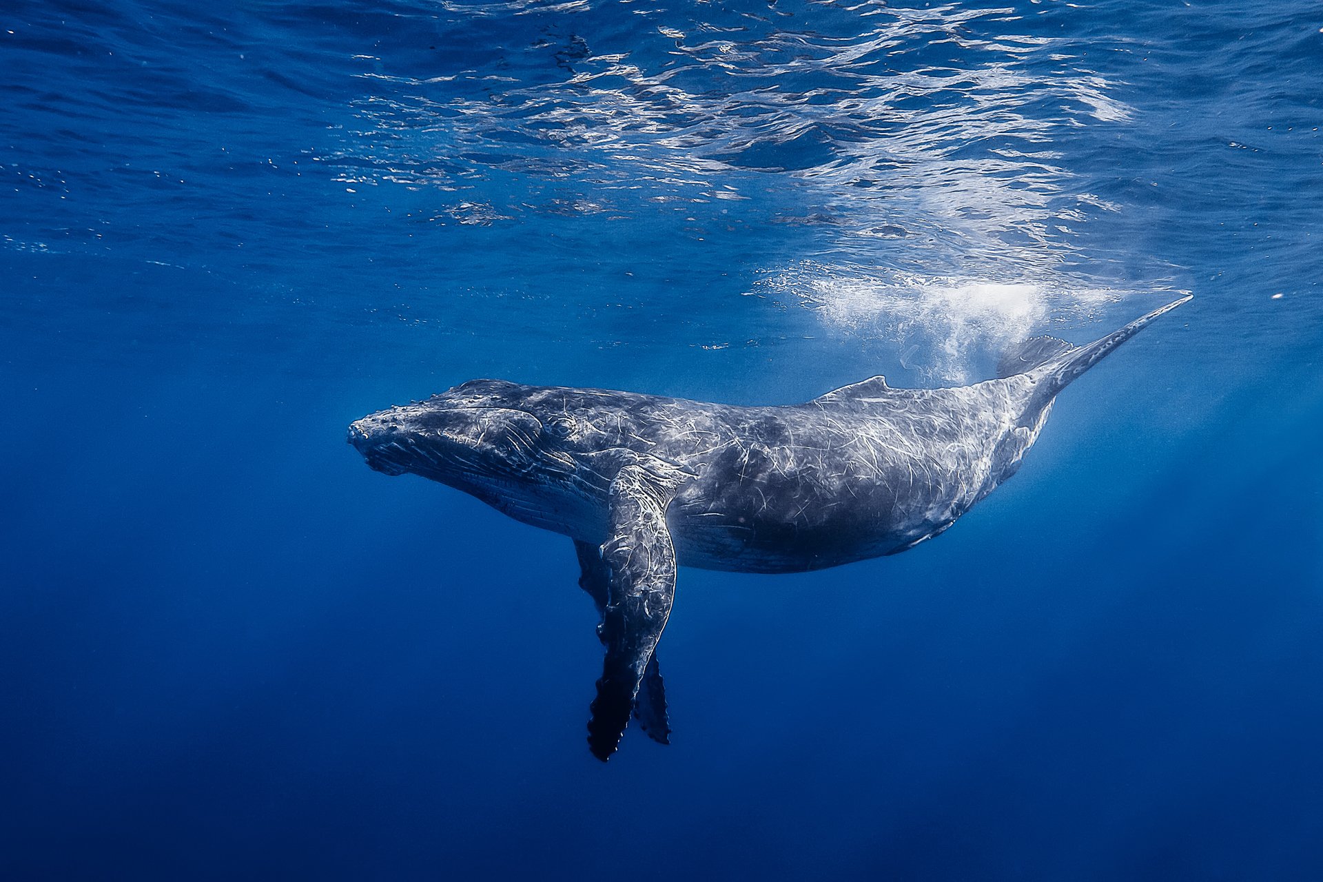 ballena jorobada joroba rayas de brazo largo océano agua luz réunion underwater photography