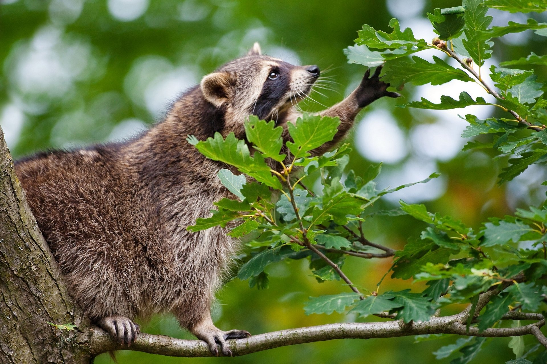 raton laveur chêne feuilles branche