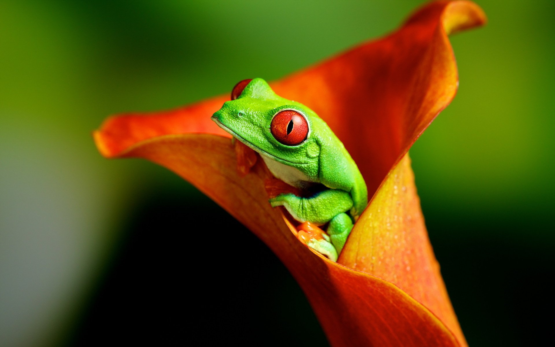 frosch blume natur