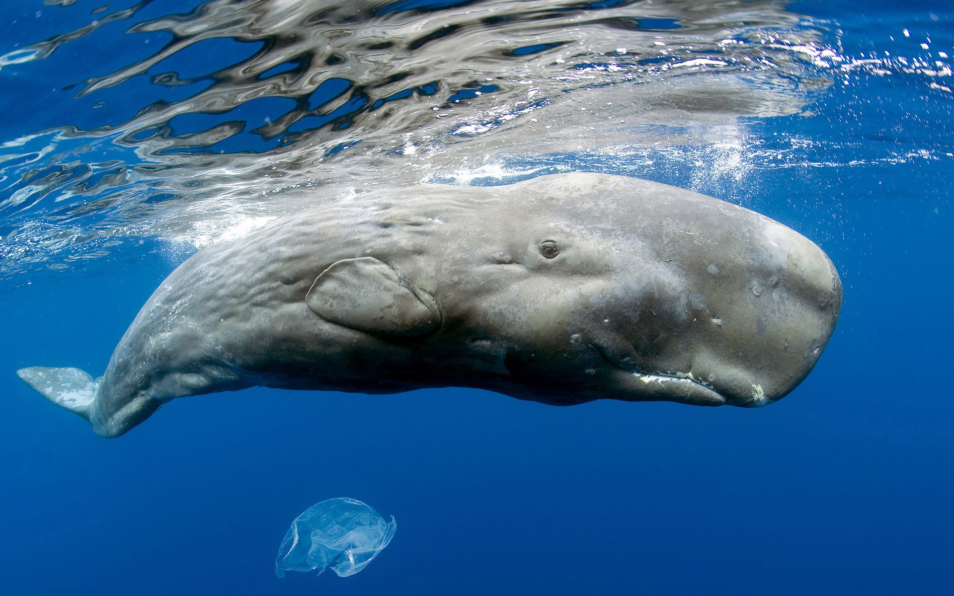 perm whale giant size body ocean surface bubbles transparent medusa