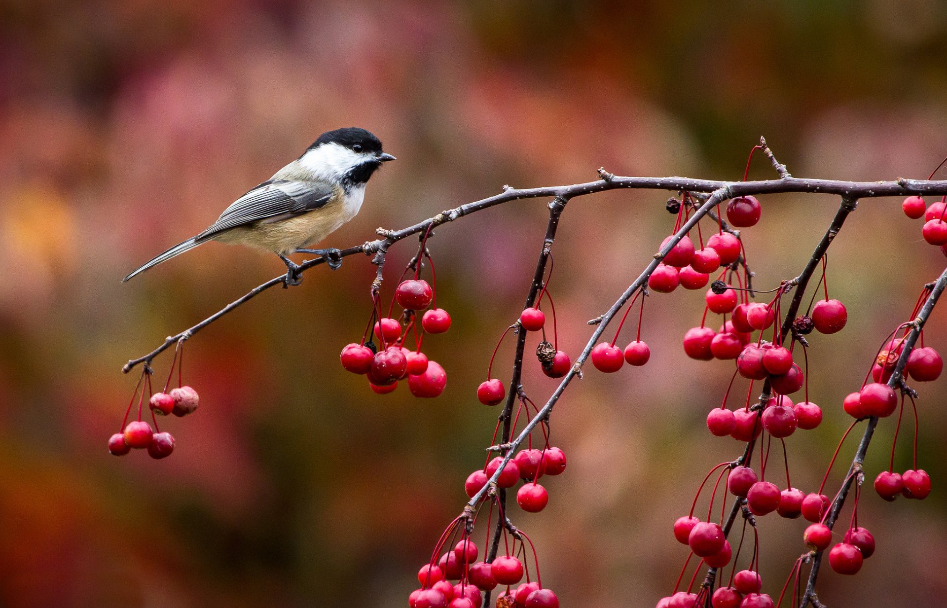 oiseau oiseau mésange mésange branche baies automne photographie de john clay