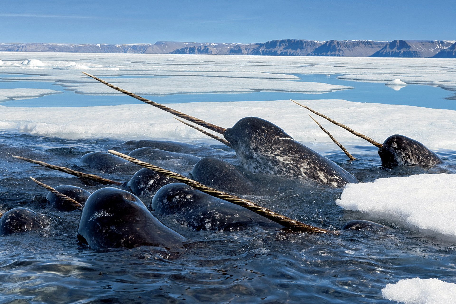 morze ocean delfin jednorożec ząb wyrostek narwal stado