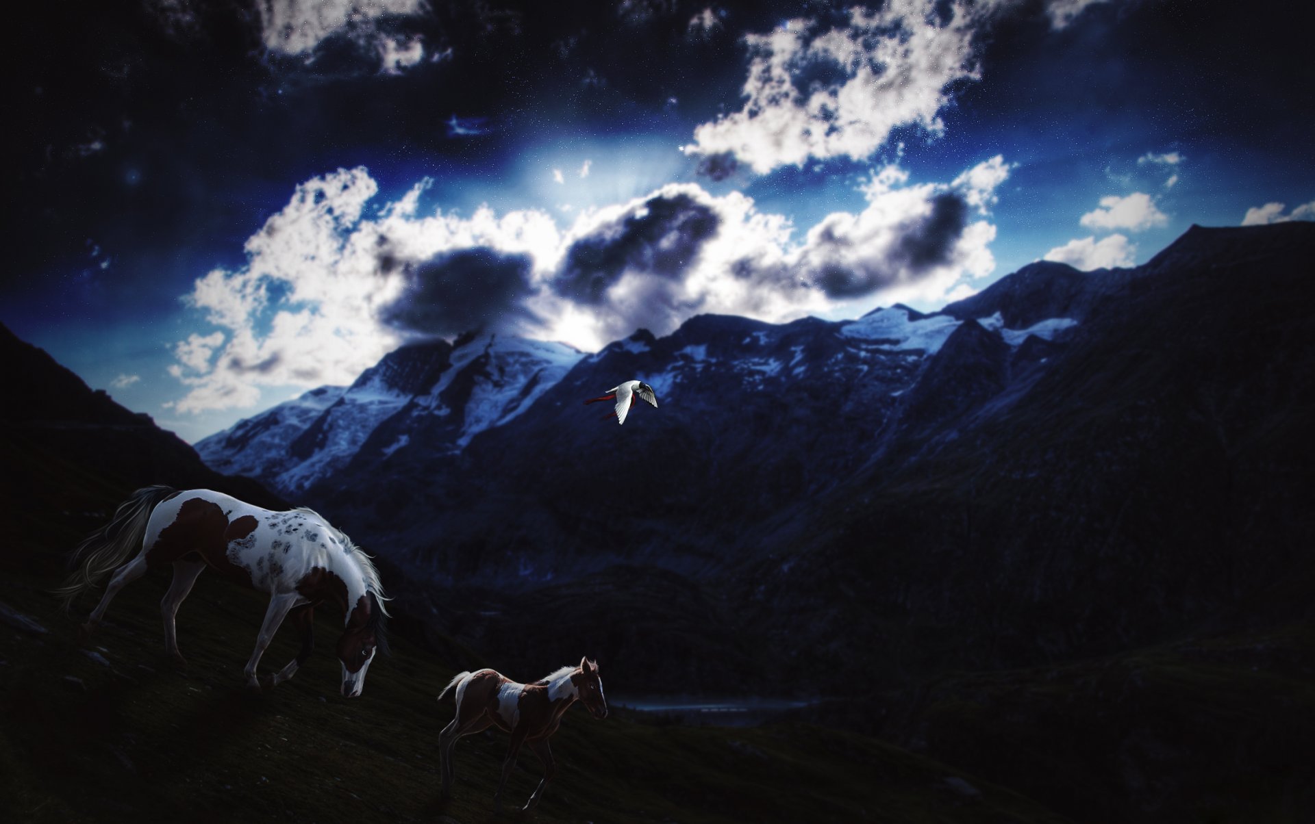 caballo potro pájaro cielo estrellas nubes noche crepúsculo montañas nieve