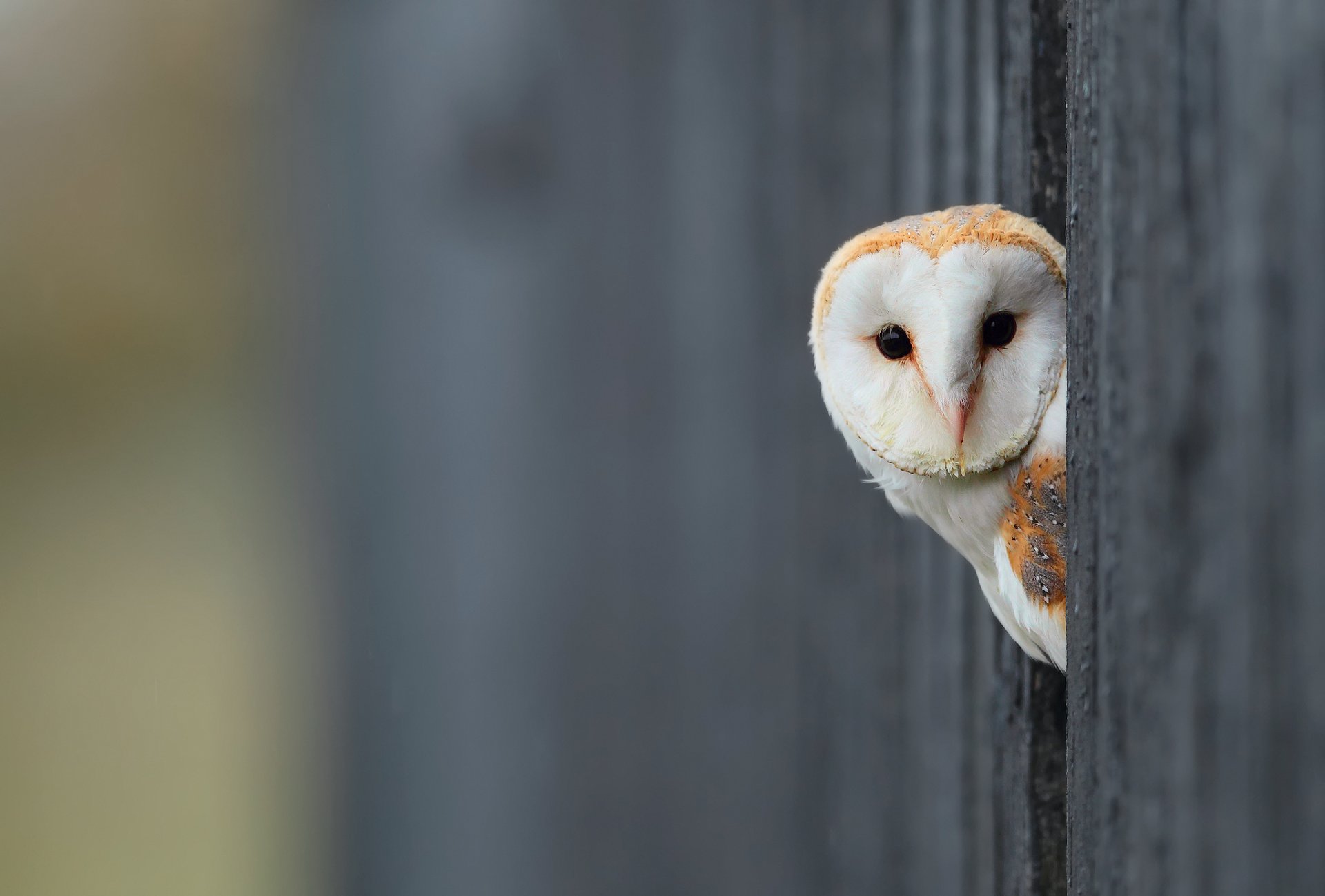 pájaro búho blanco fondo