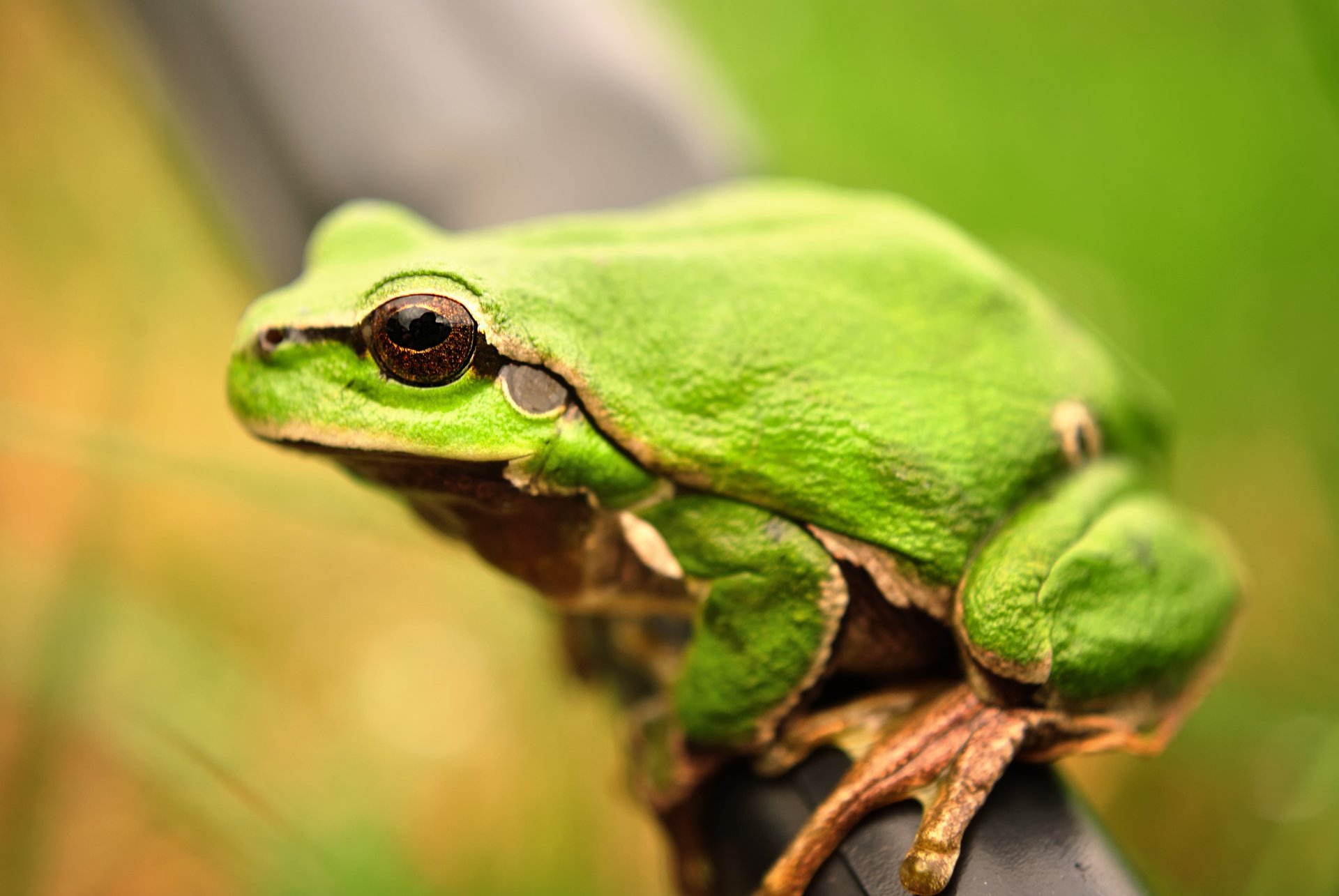 grenouille amphibiens gros plan