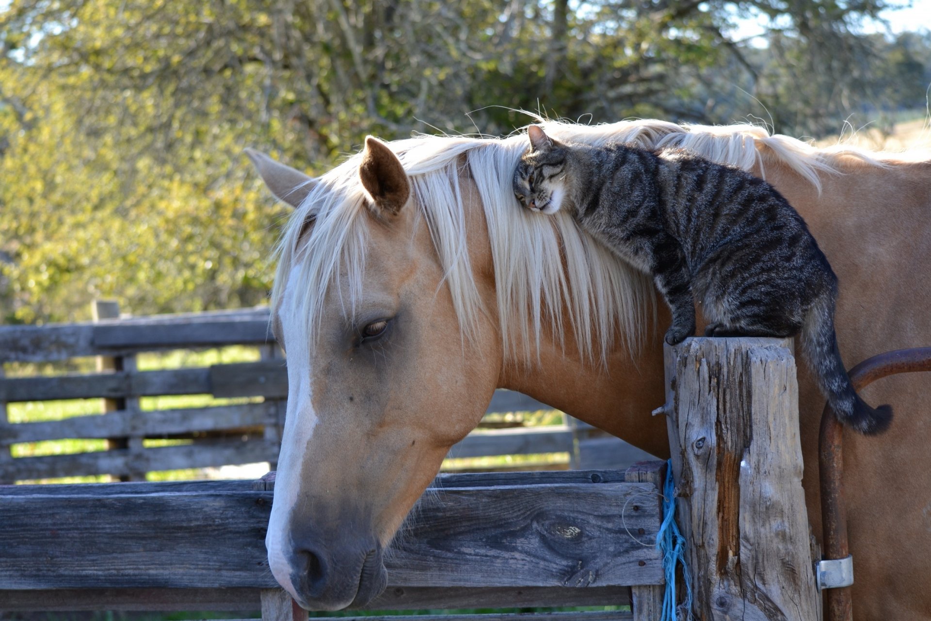 cheval cheval chat chat amitié