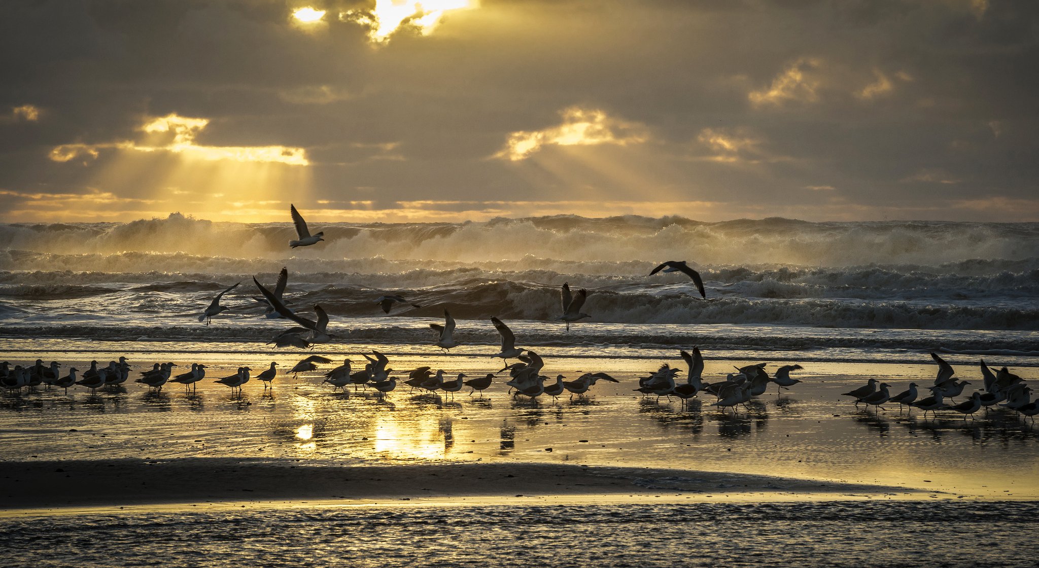 oiseaux mouettes mer côte plage vagues ciel rayons lumière