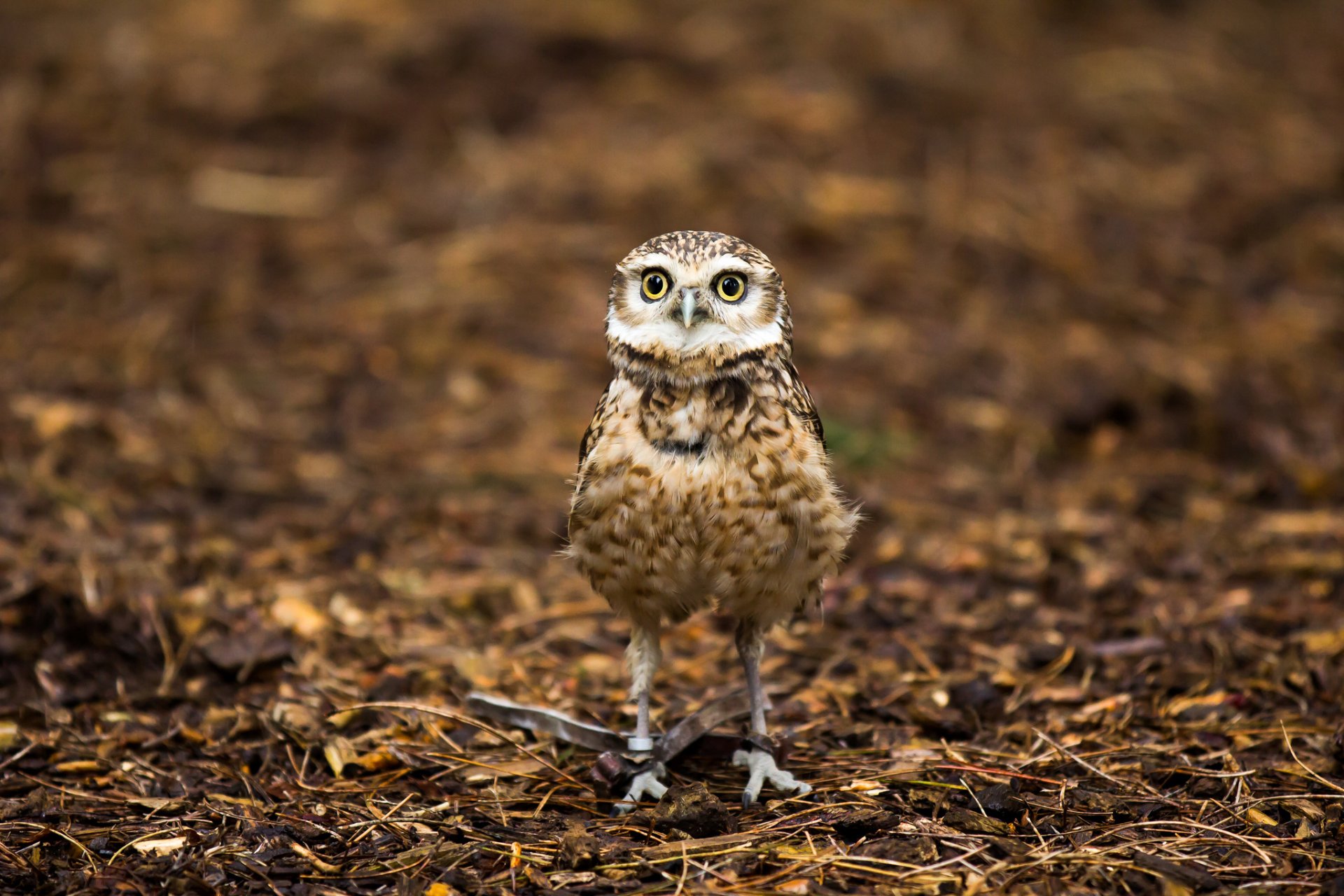 owl nature background