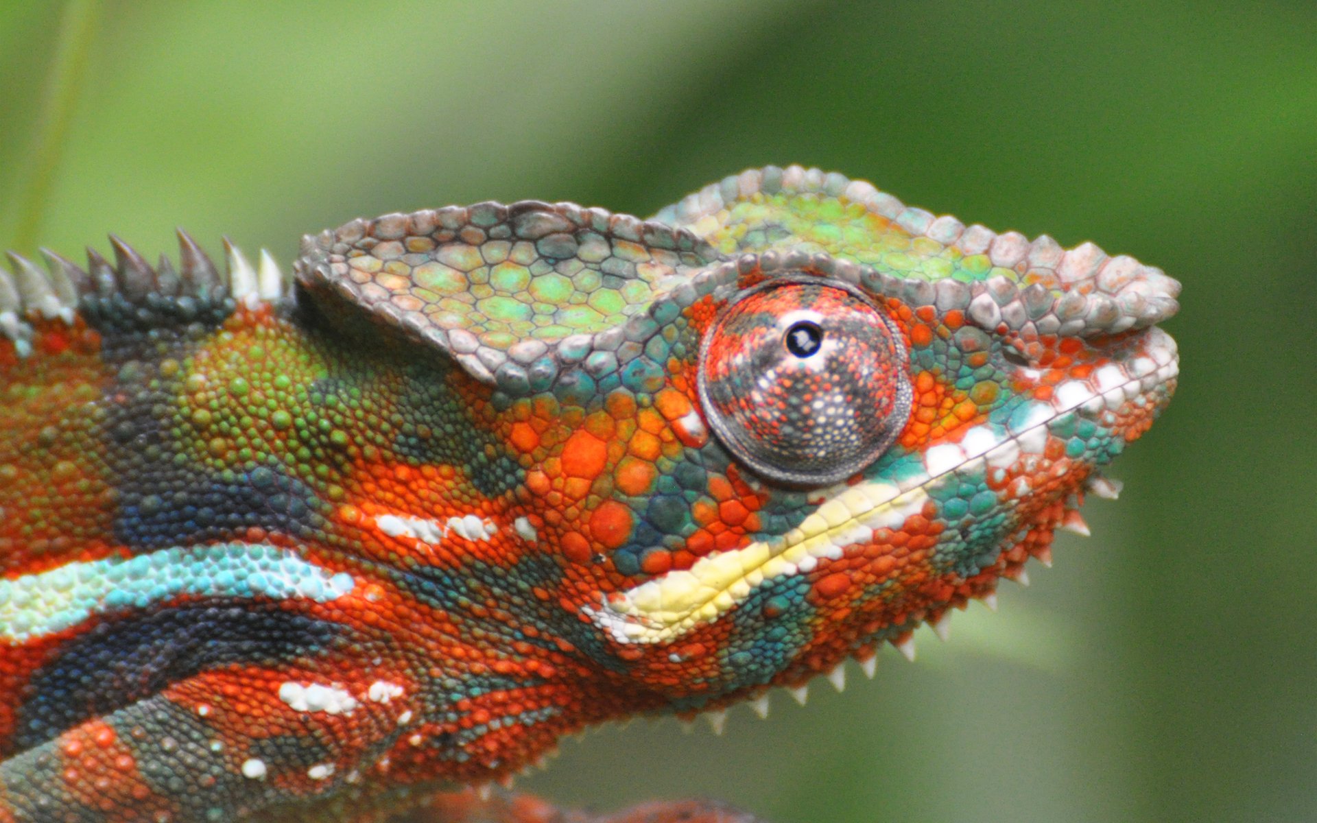 camaleón color lagarto truco de magia