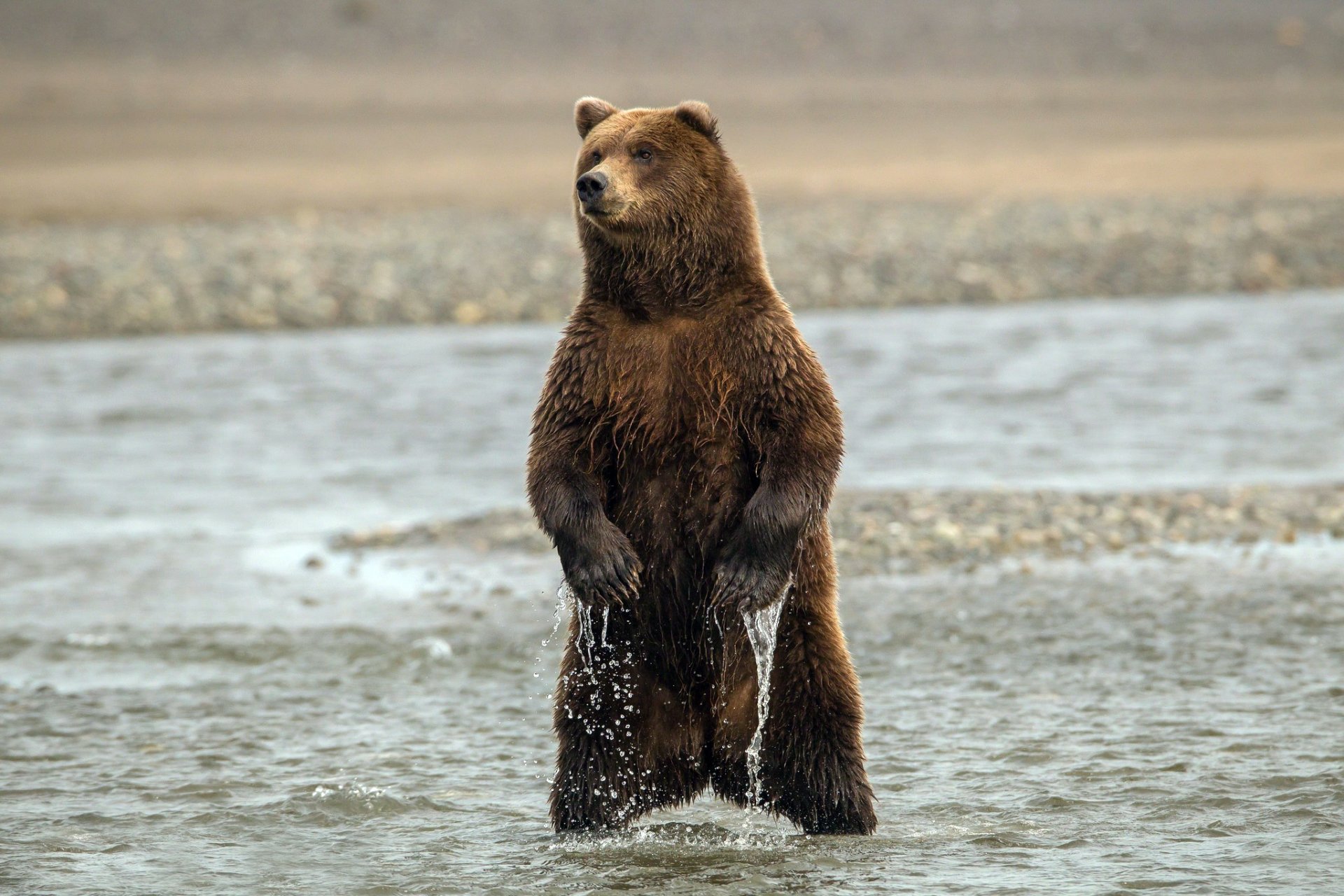 oso patas garras agua soporte