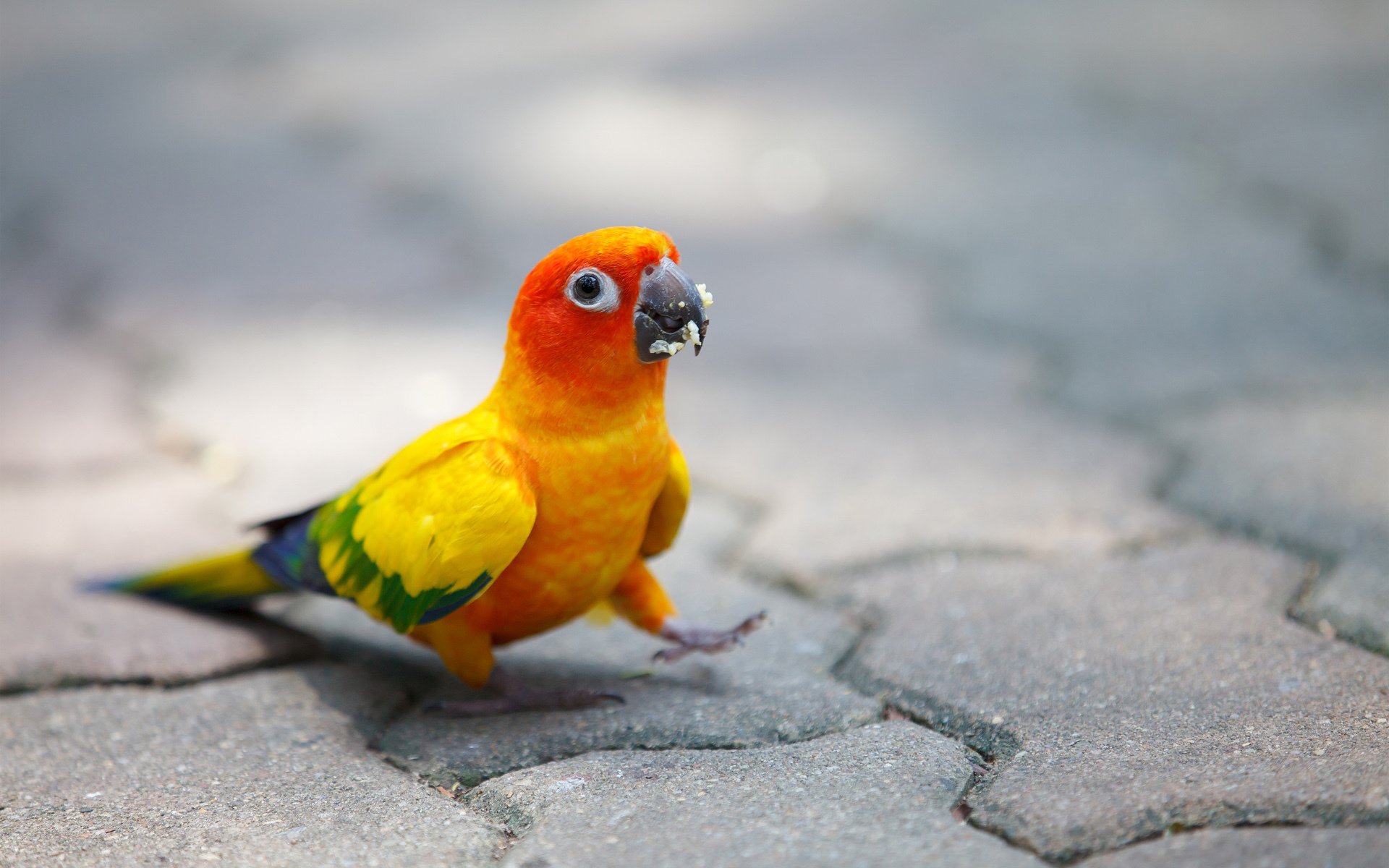 papagei hell vogel krümel pflasterstein