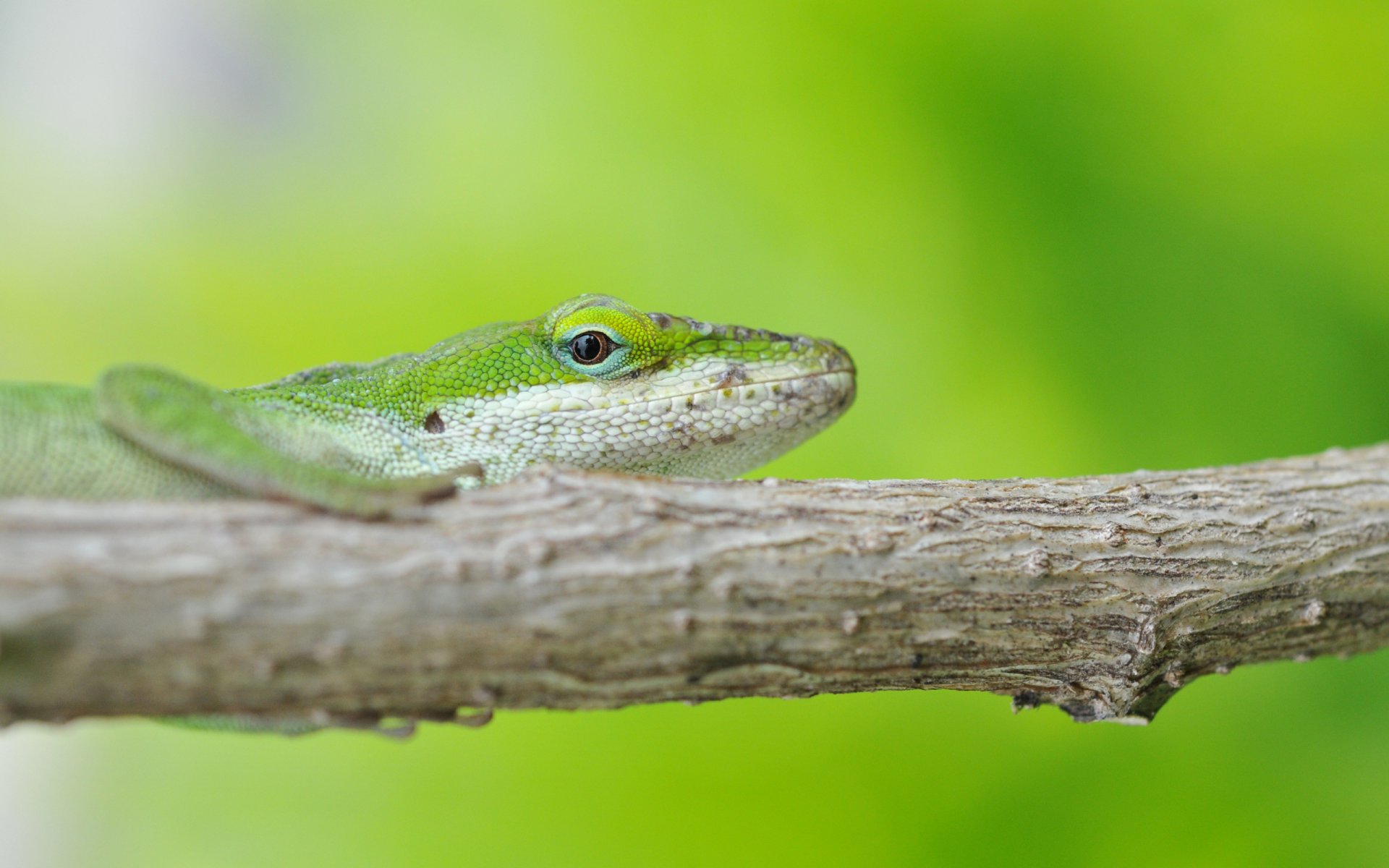 lagarto rama fondo verde