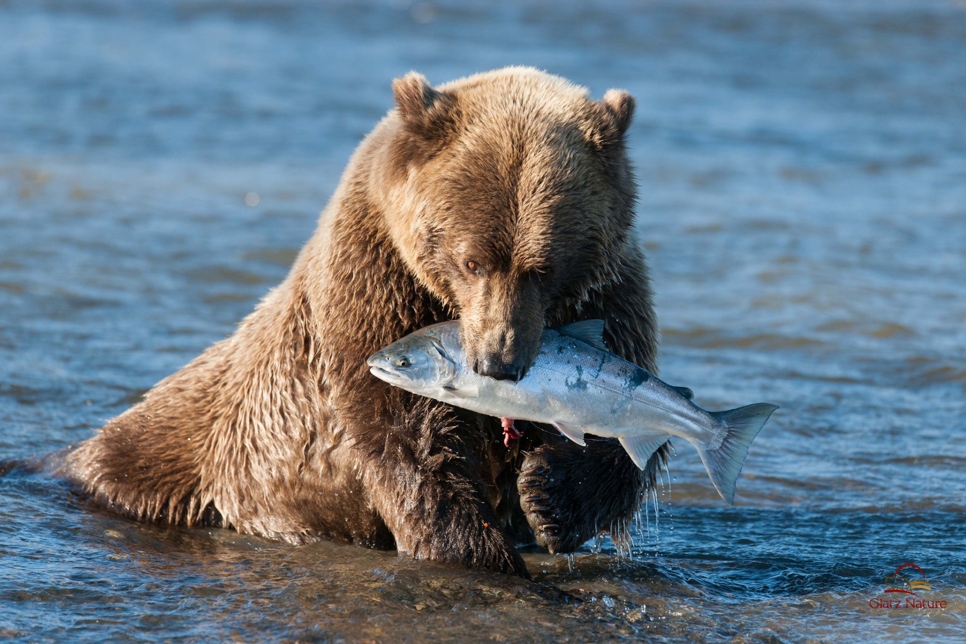 oso pardo oso captura salmón alaska agua