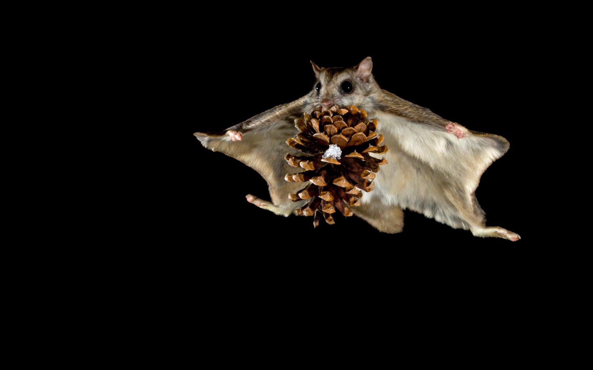 eichhörnchen flieger nacht flug beule