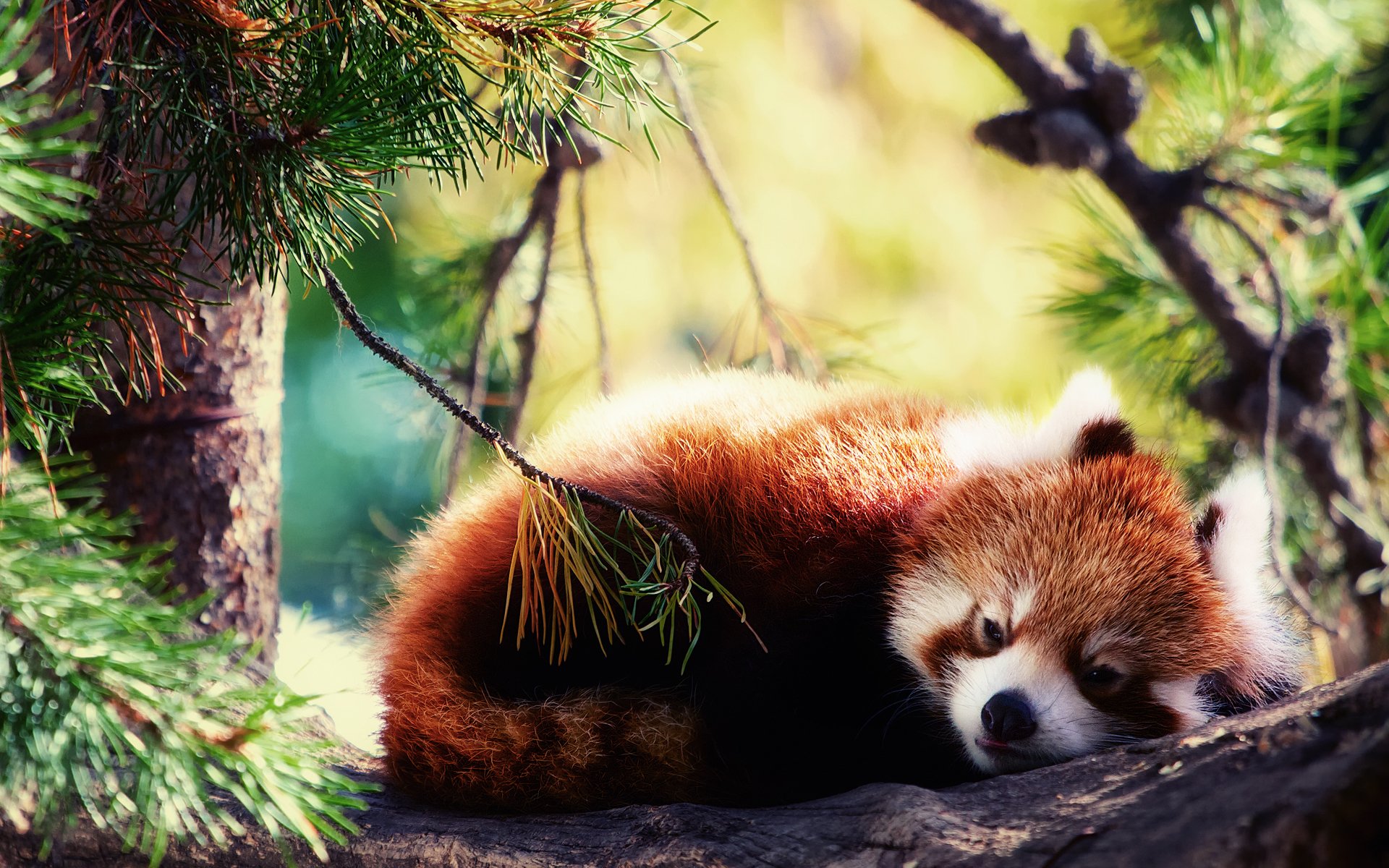 panda rojo firefox durmiendo