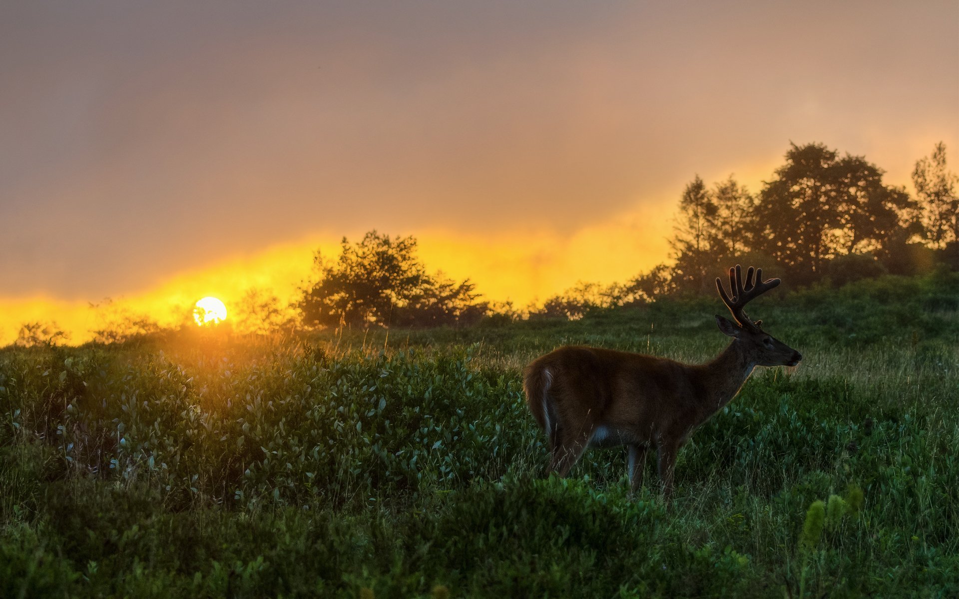 cerf herbe buissons soir soleil coucher de soleil