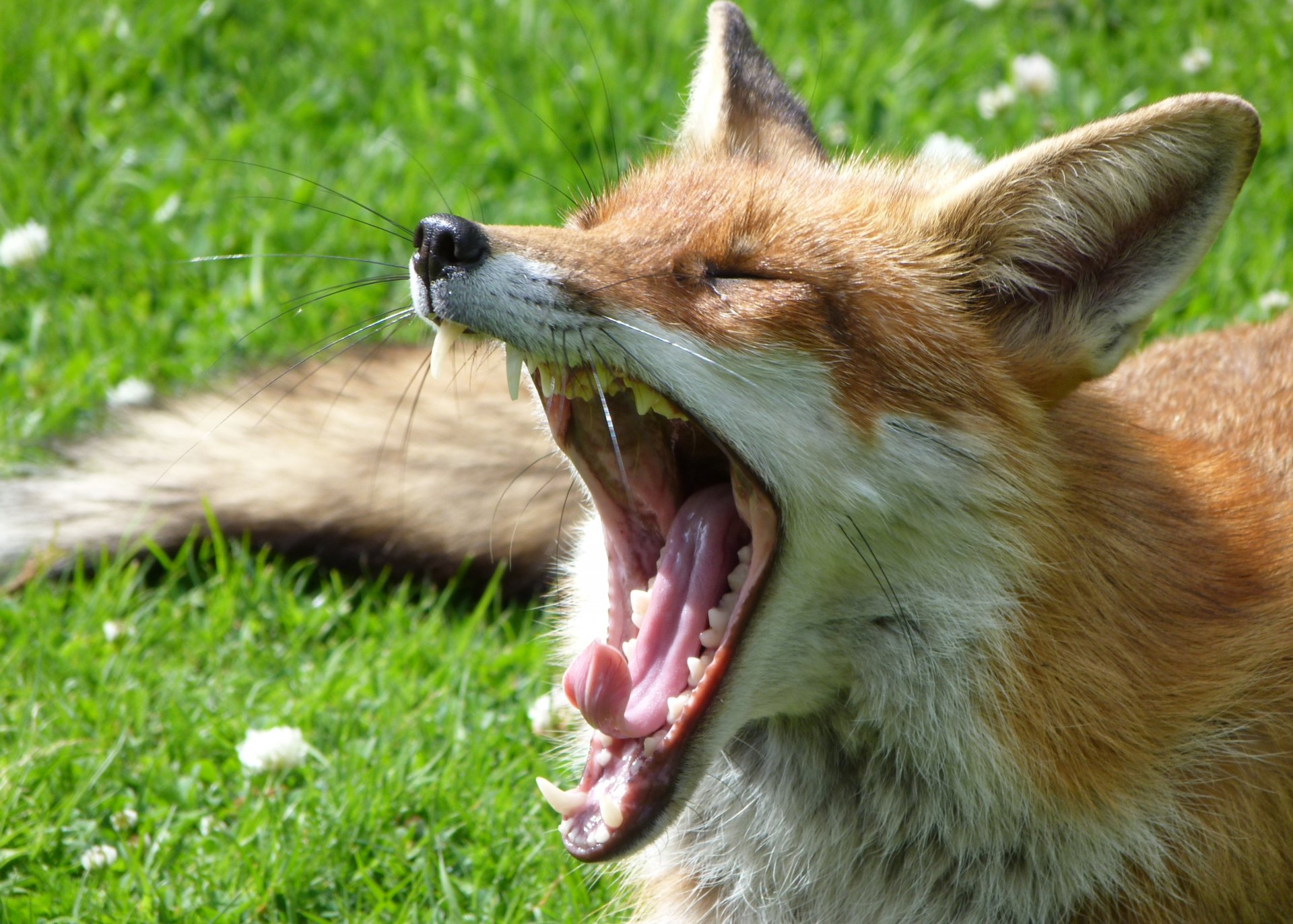 fuchs gähnt maul gras rasen grüns