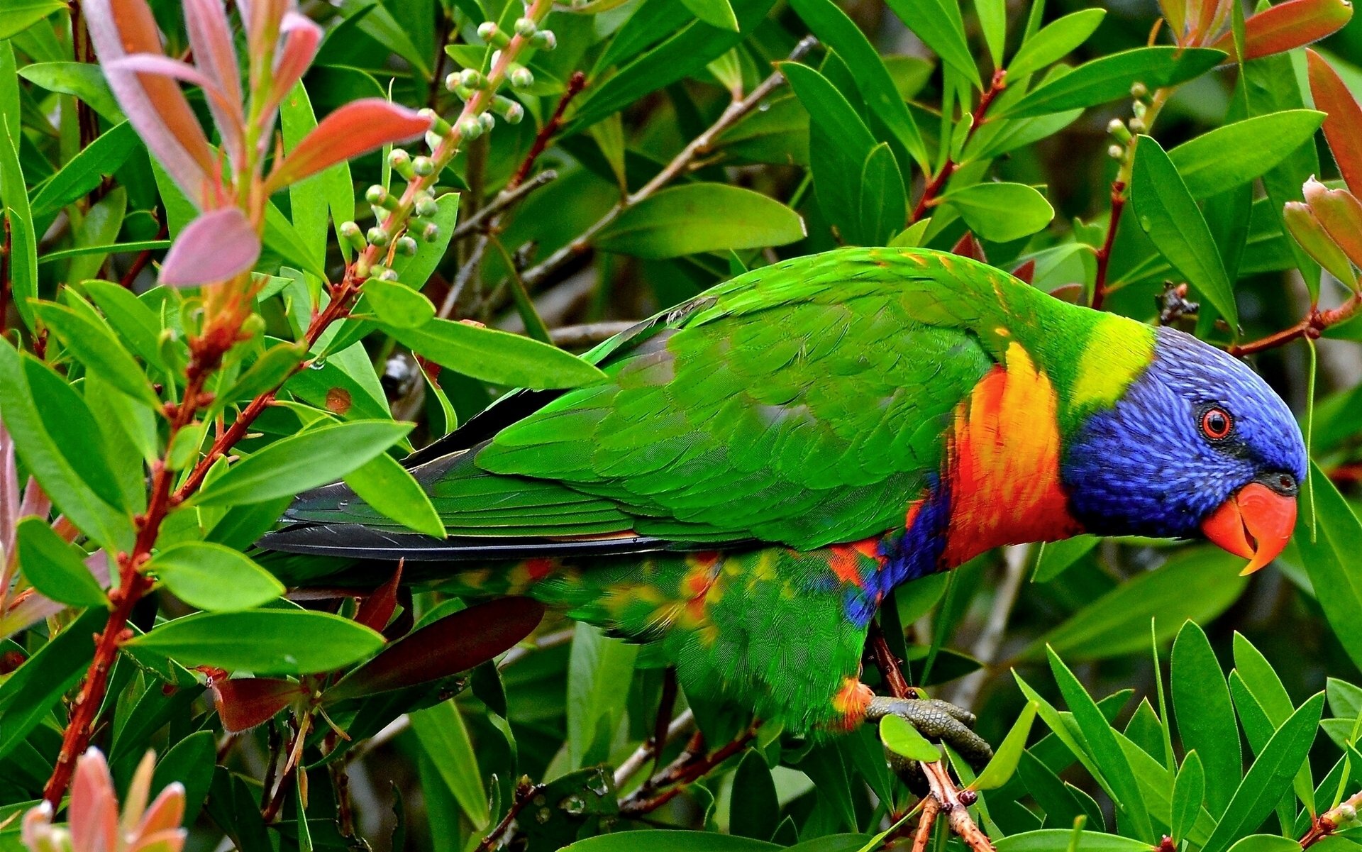 loriquete multicolor loro pájaro ramas hojas