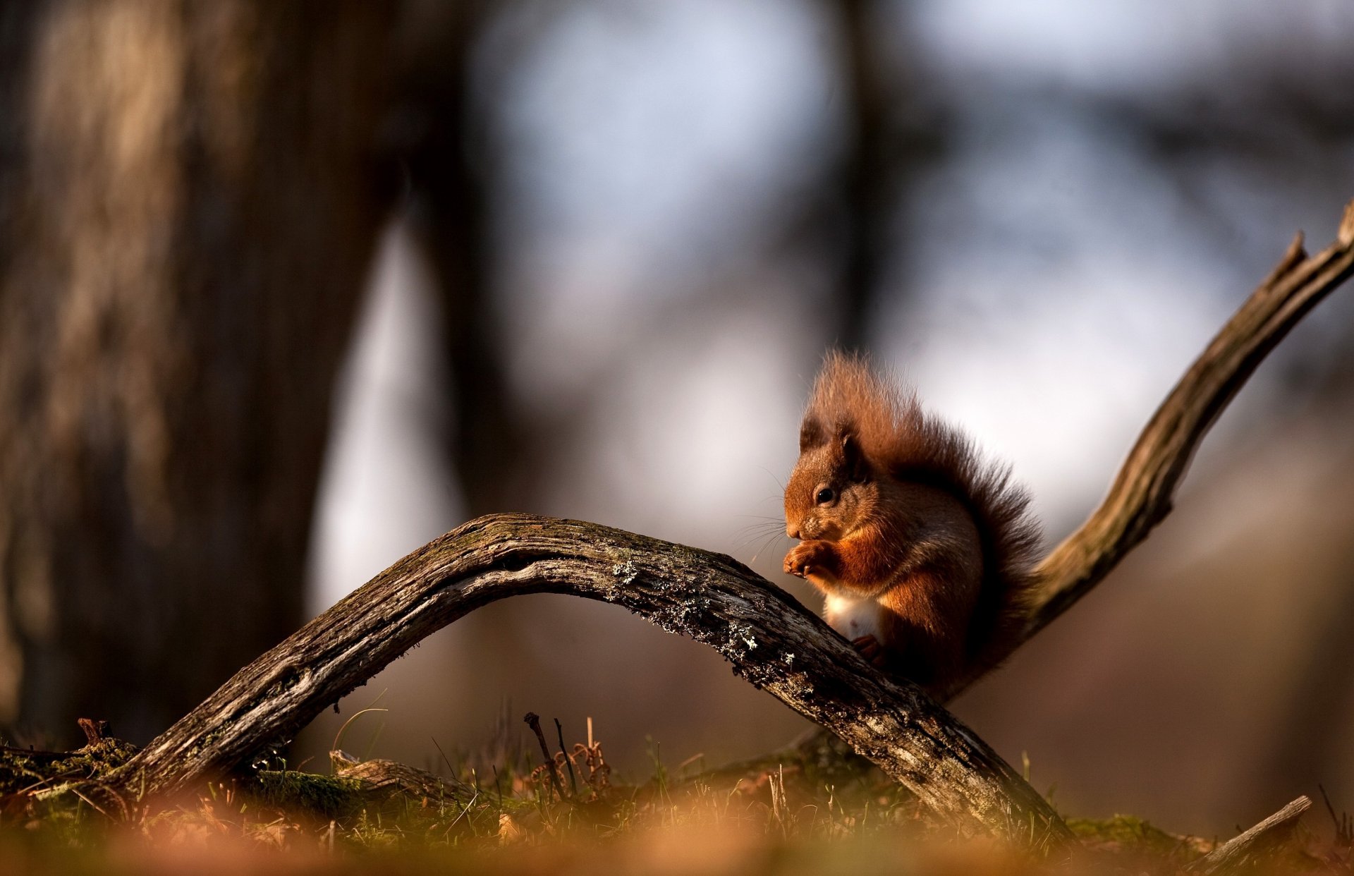 wald eichhörnchen rotschopf sitzen zweig