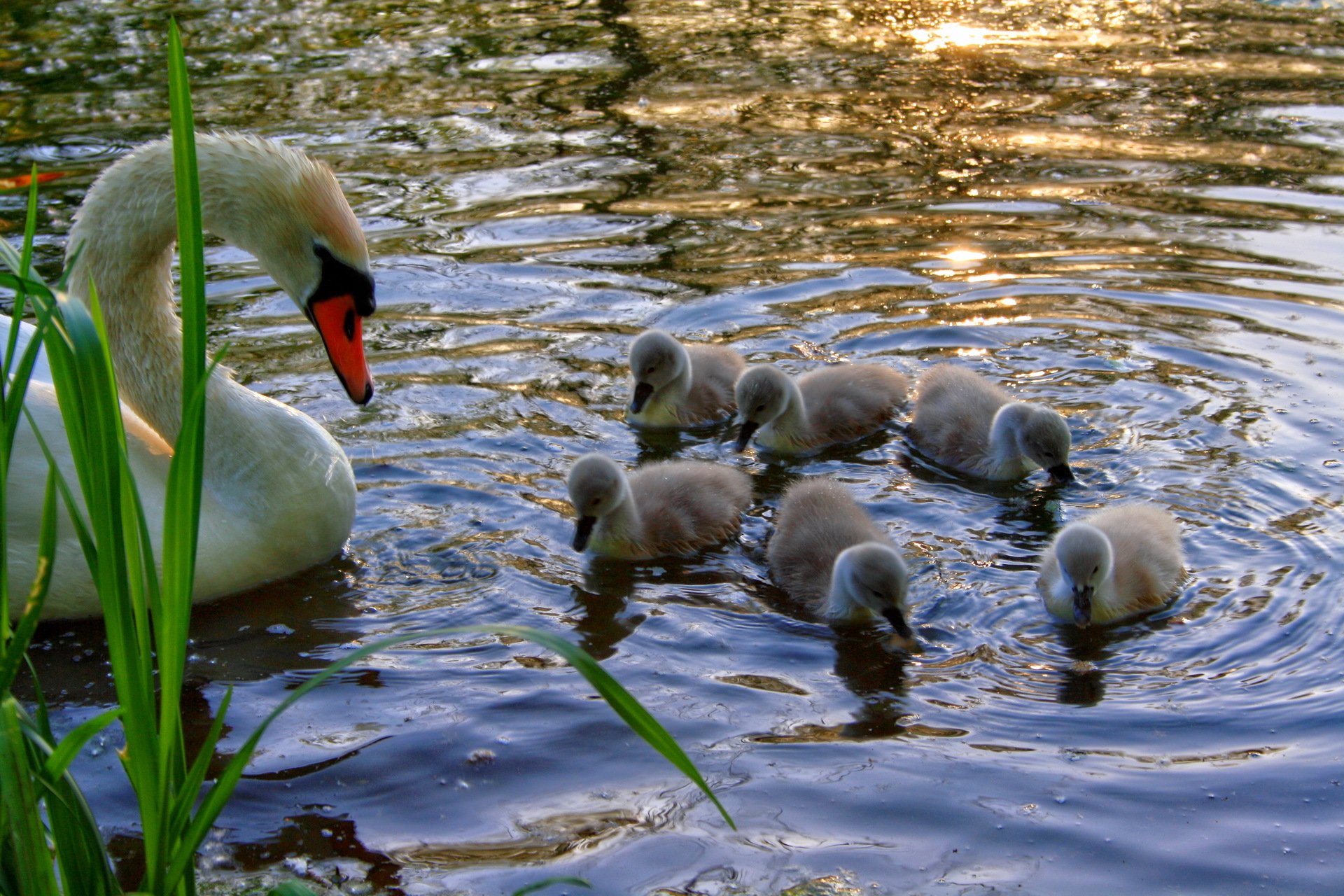 łabędzie piękne biały łabędź ptaki staw rzeka woda natura