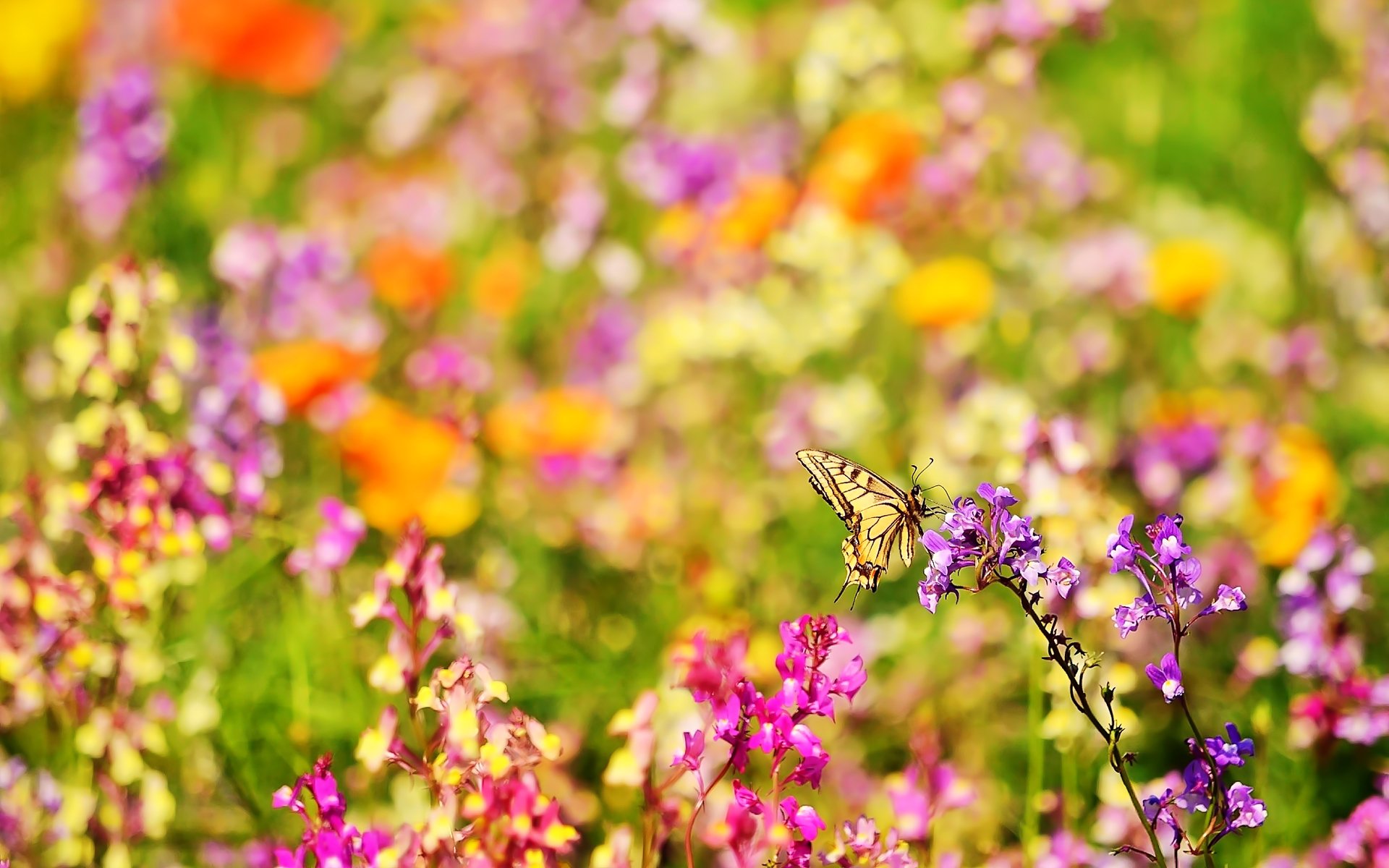 mariposa insecto flores naturaleza verano borroso brillante bokeh