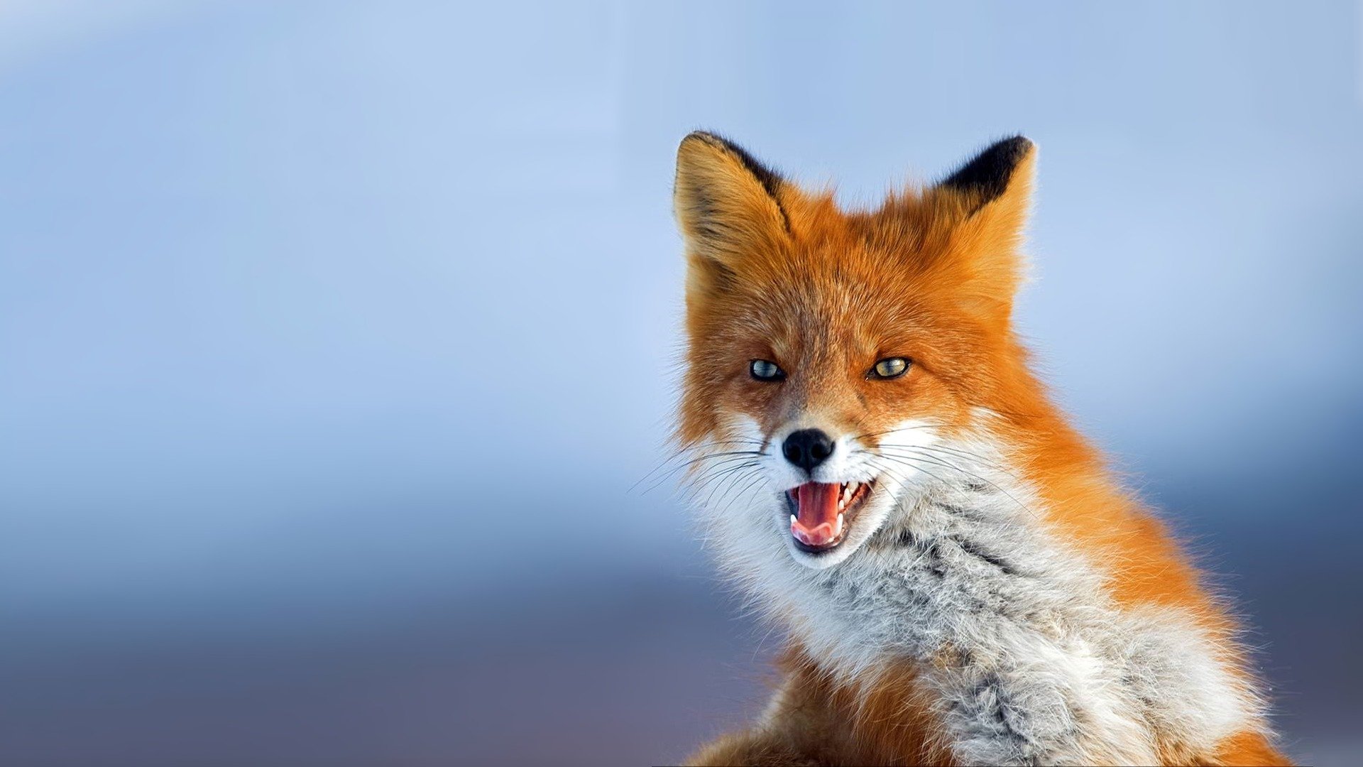 fuchs foto rotschopf schaut hintergrund