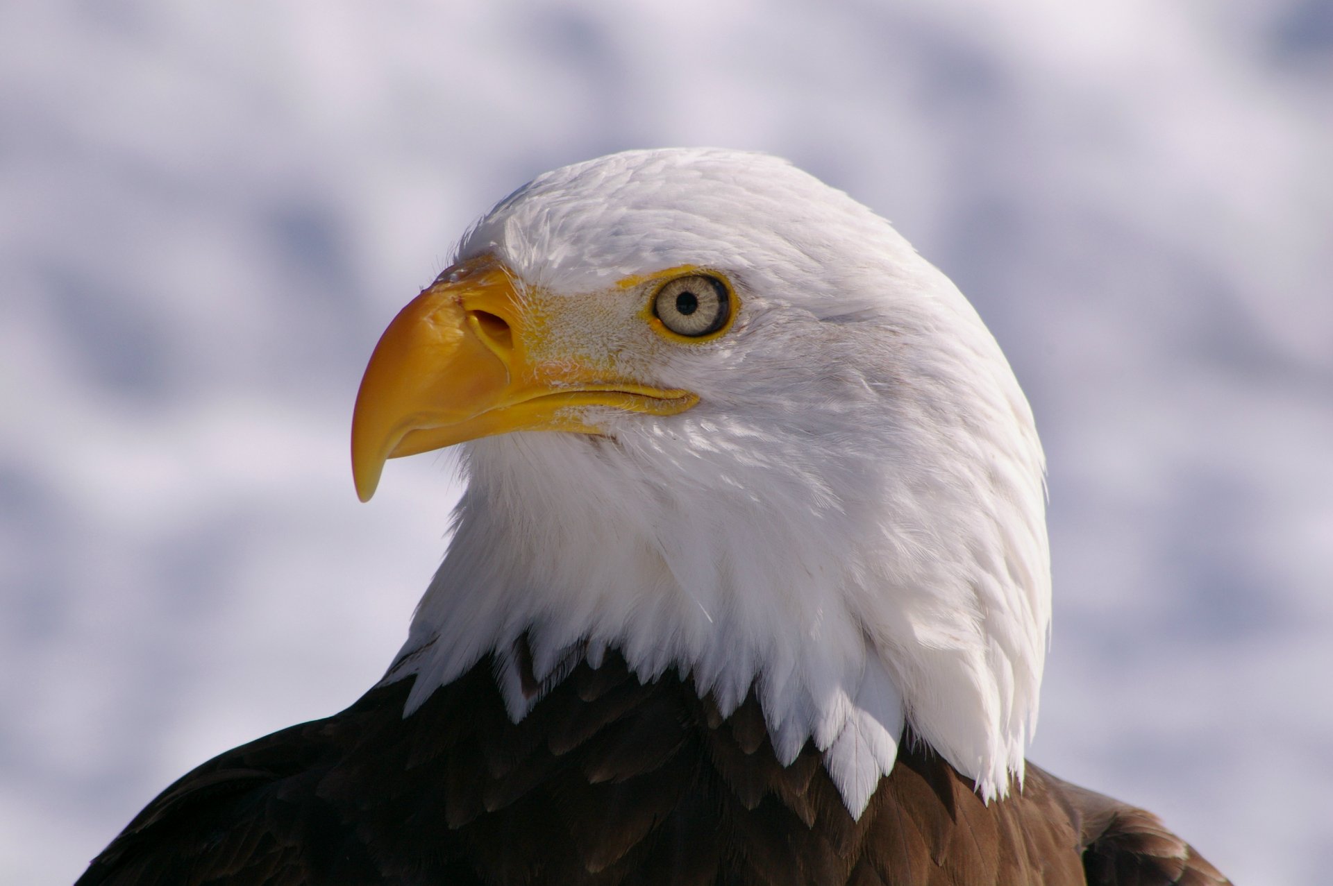 vogel weißkopfseeadler ansicht profil