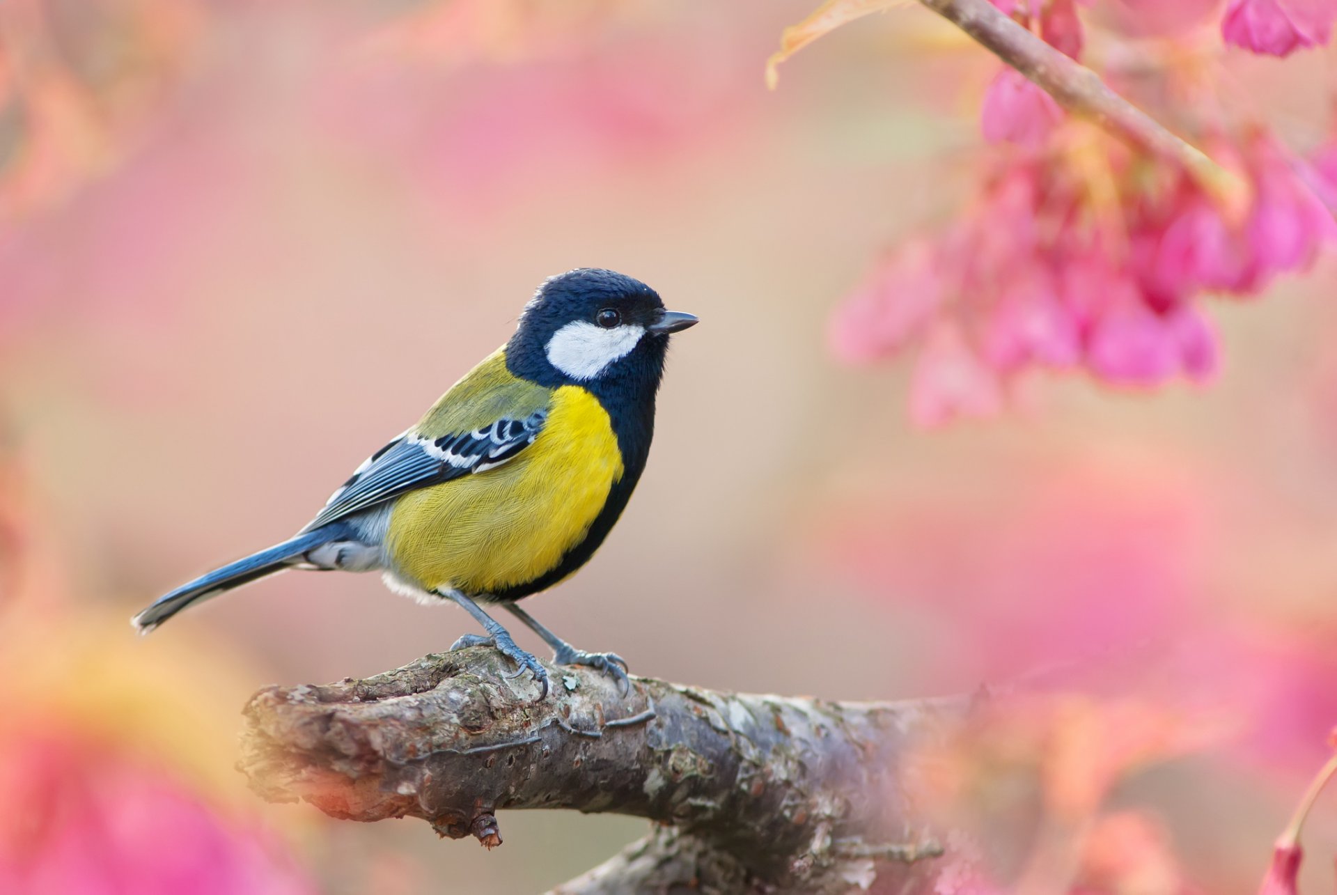 mésange oiseau branche