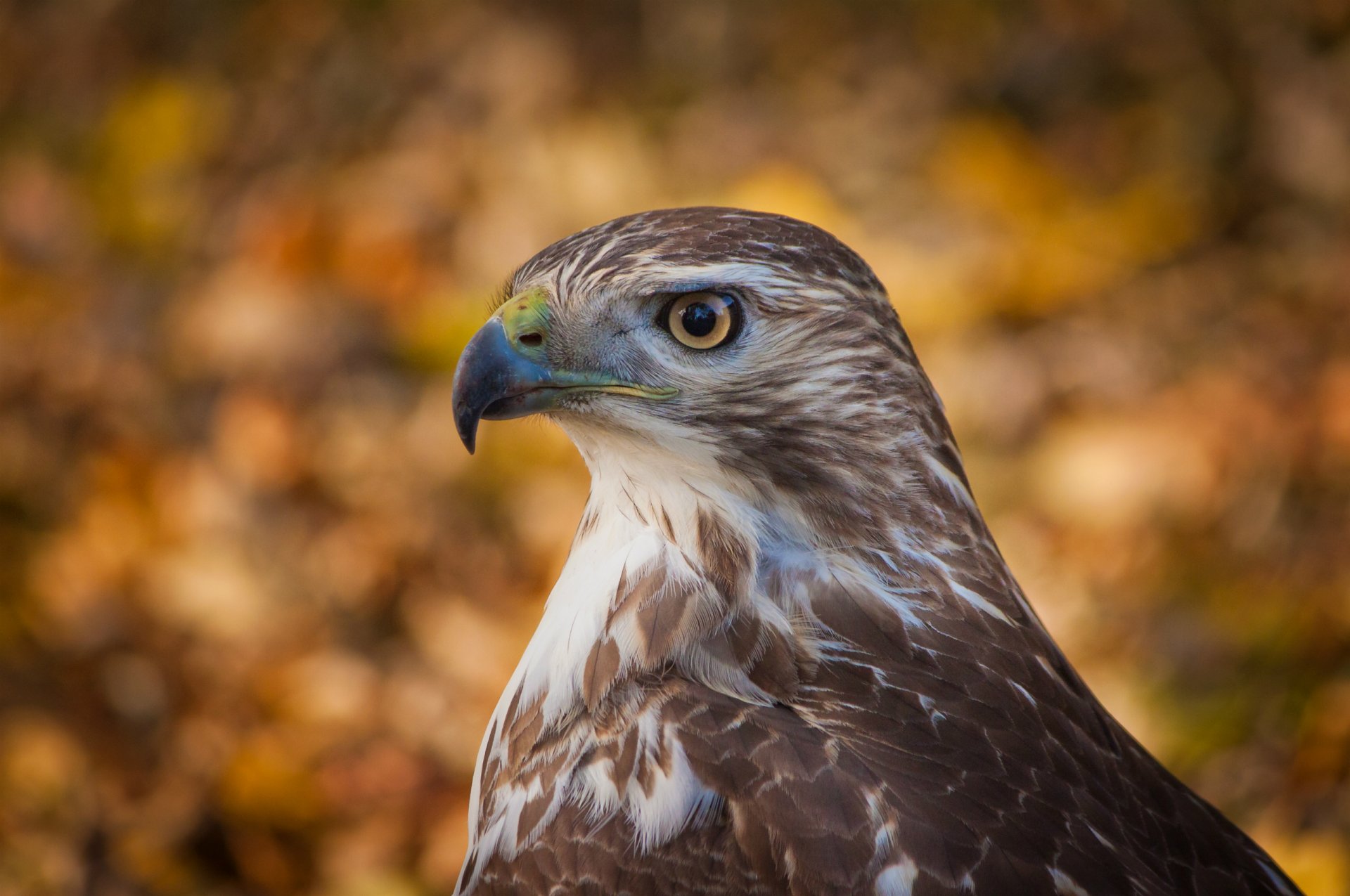 falco uccello profilo vista sfondo bokeh