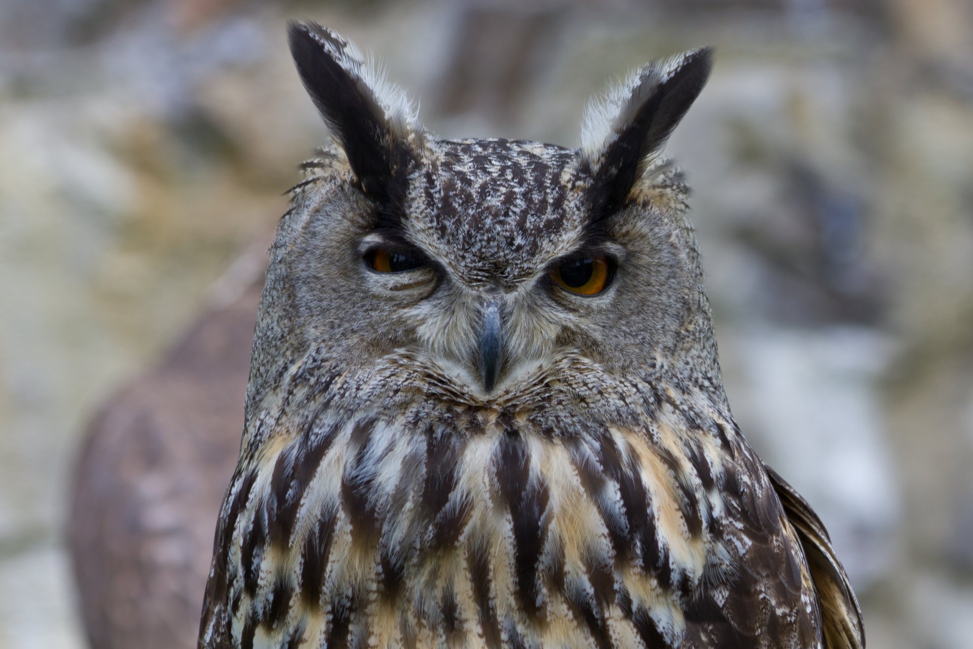 búho búho pájaro cabeza plumaje ojos