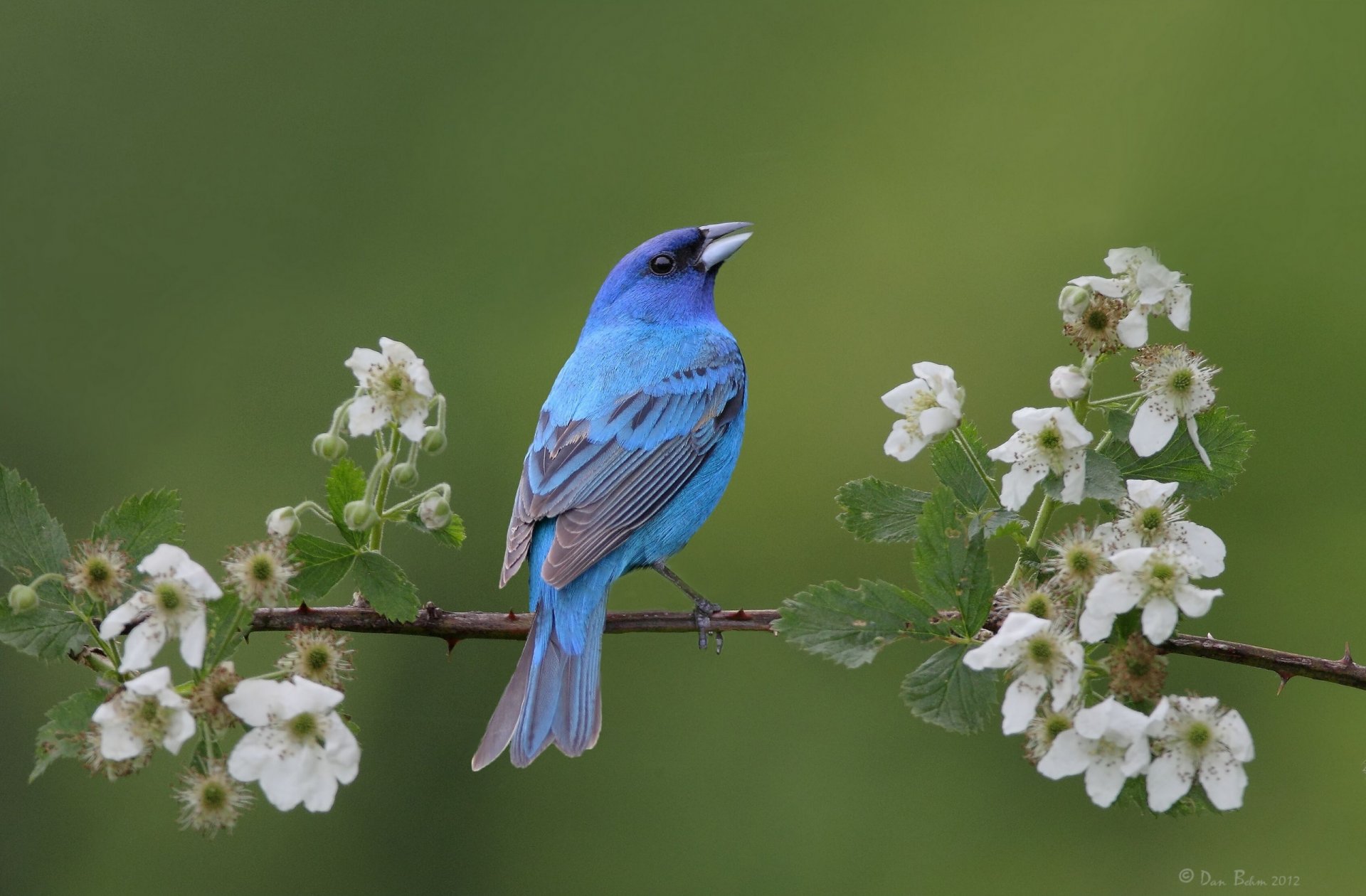 cardinal de avena de índigo rama floración pájaro