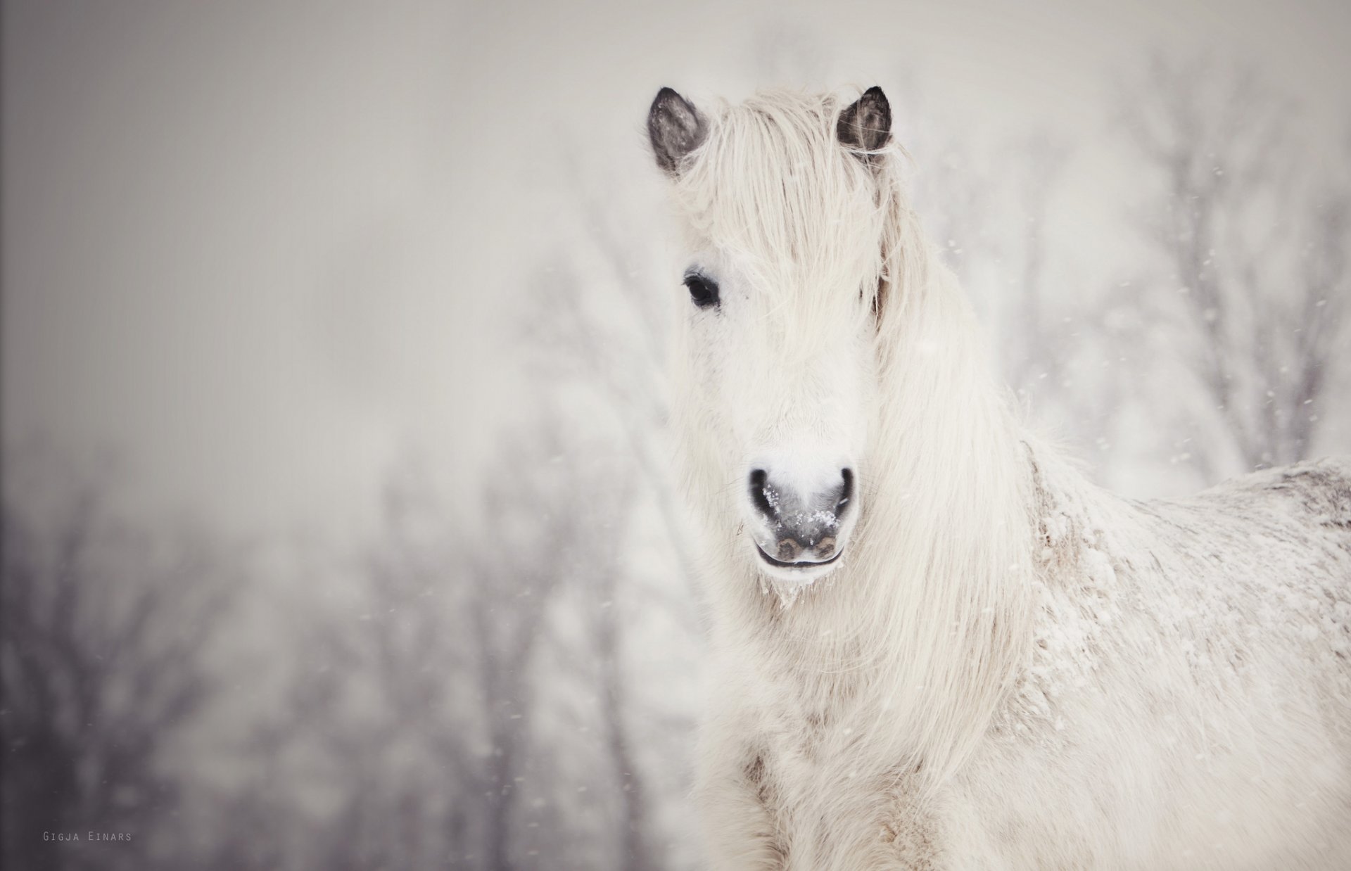 neve bianco cavallo neve