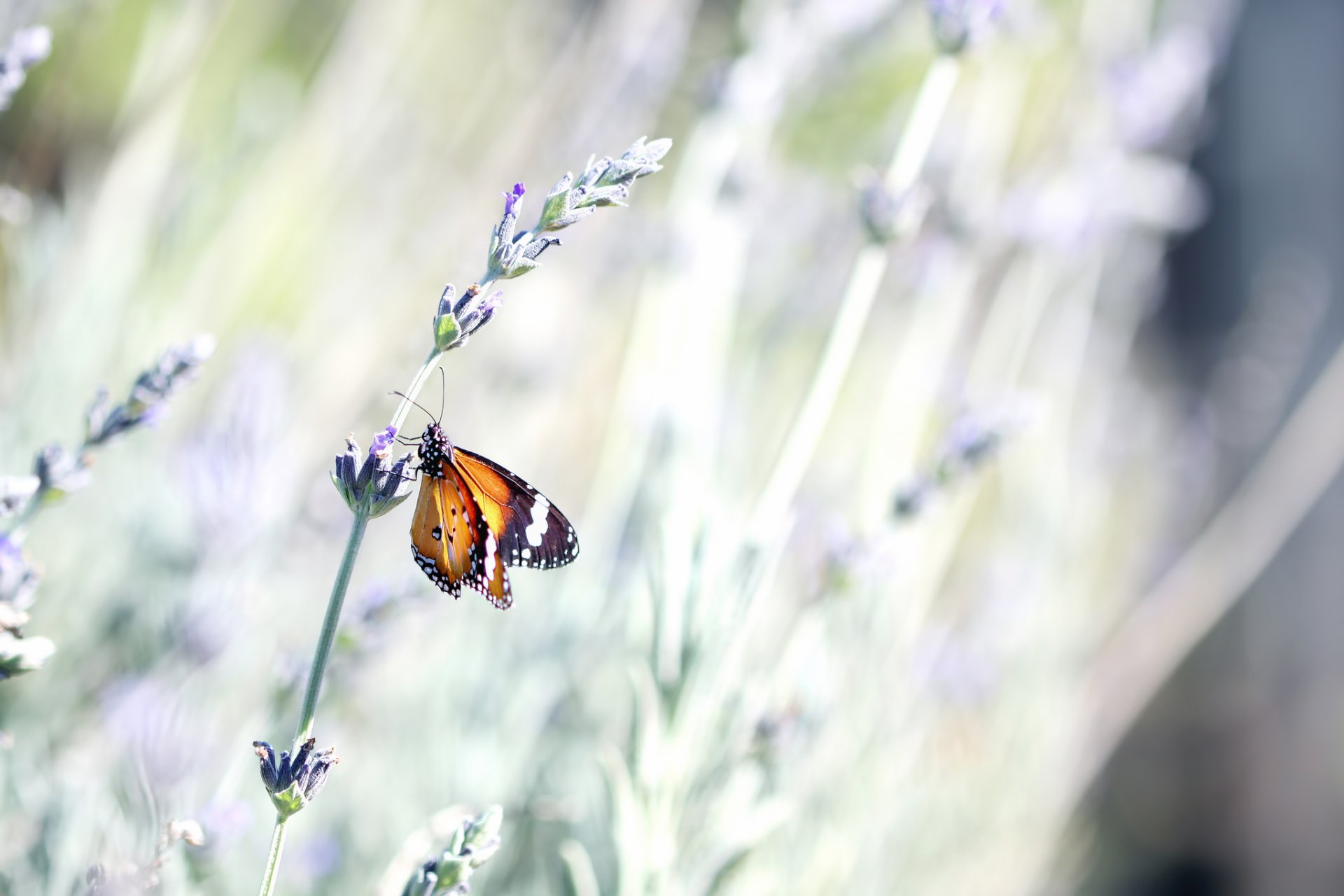 schmetterling insekt lavendel blume stiel sommer natur bokeh makro