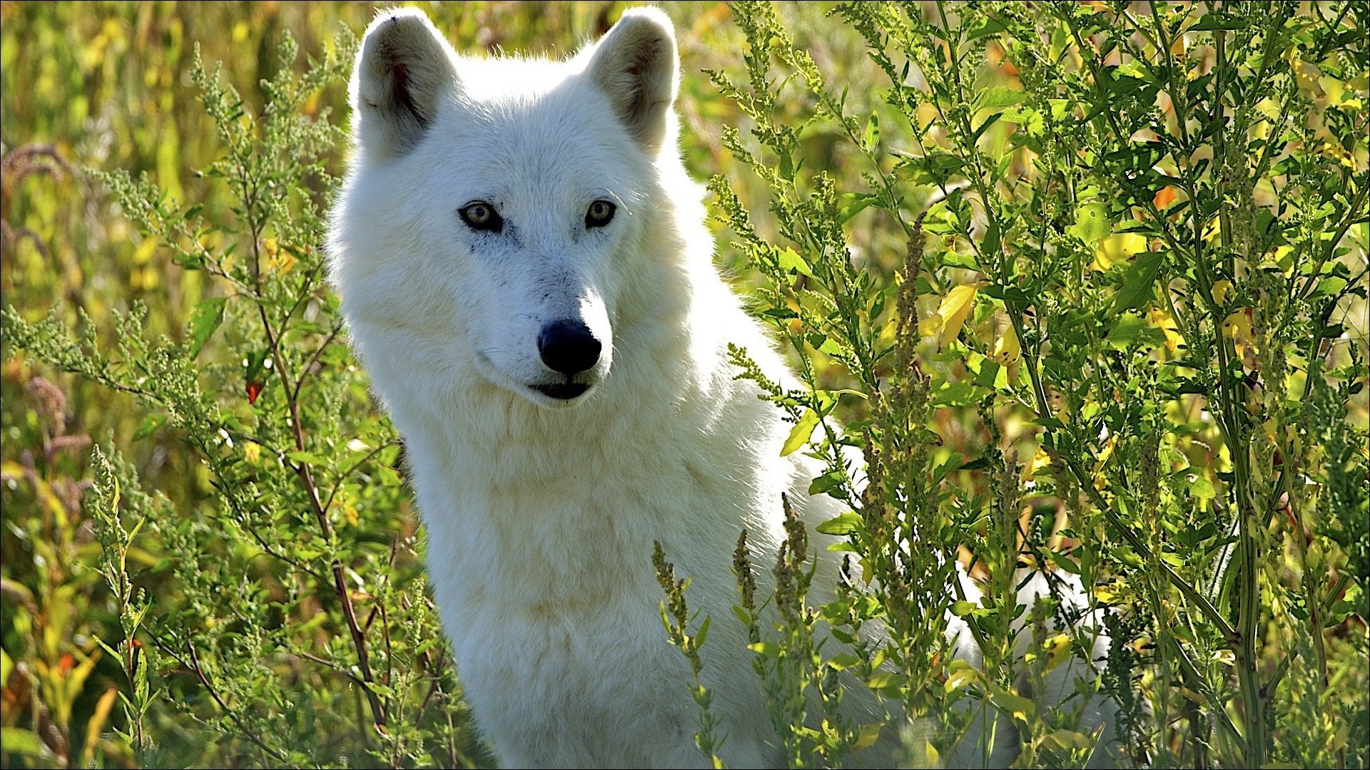 loup blanc assis dans l herbe