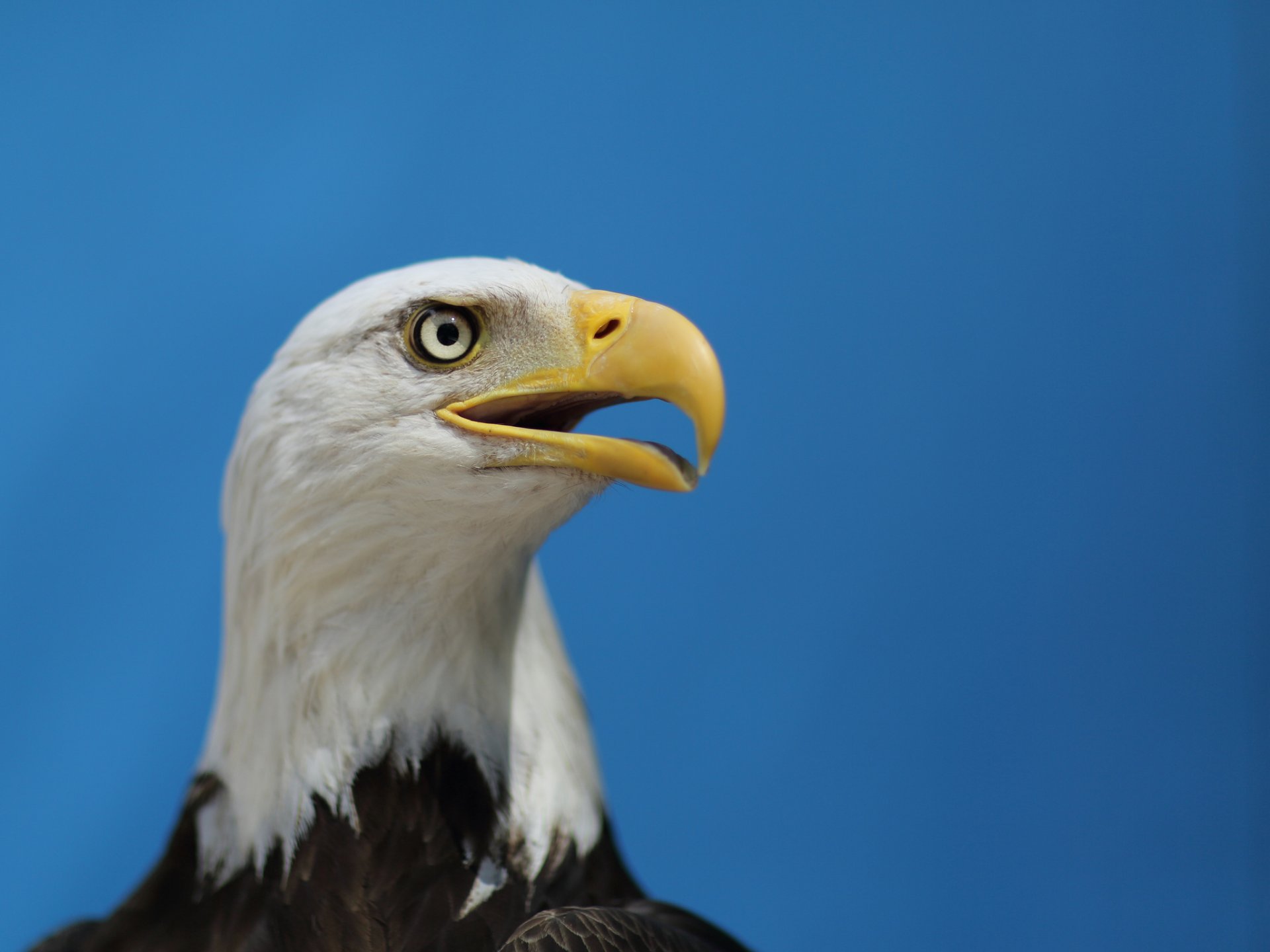 pygargue à tête blanche aigle oiseau vue profil ciel ciel bleu