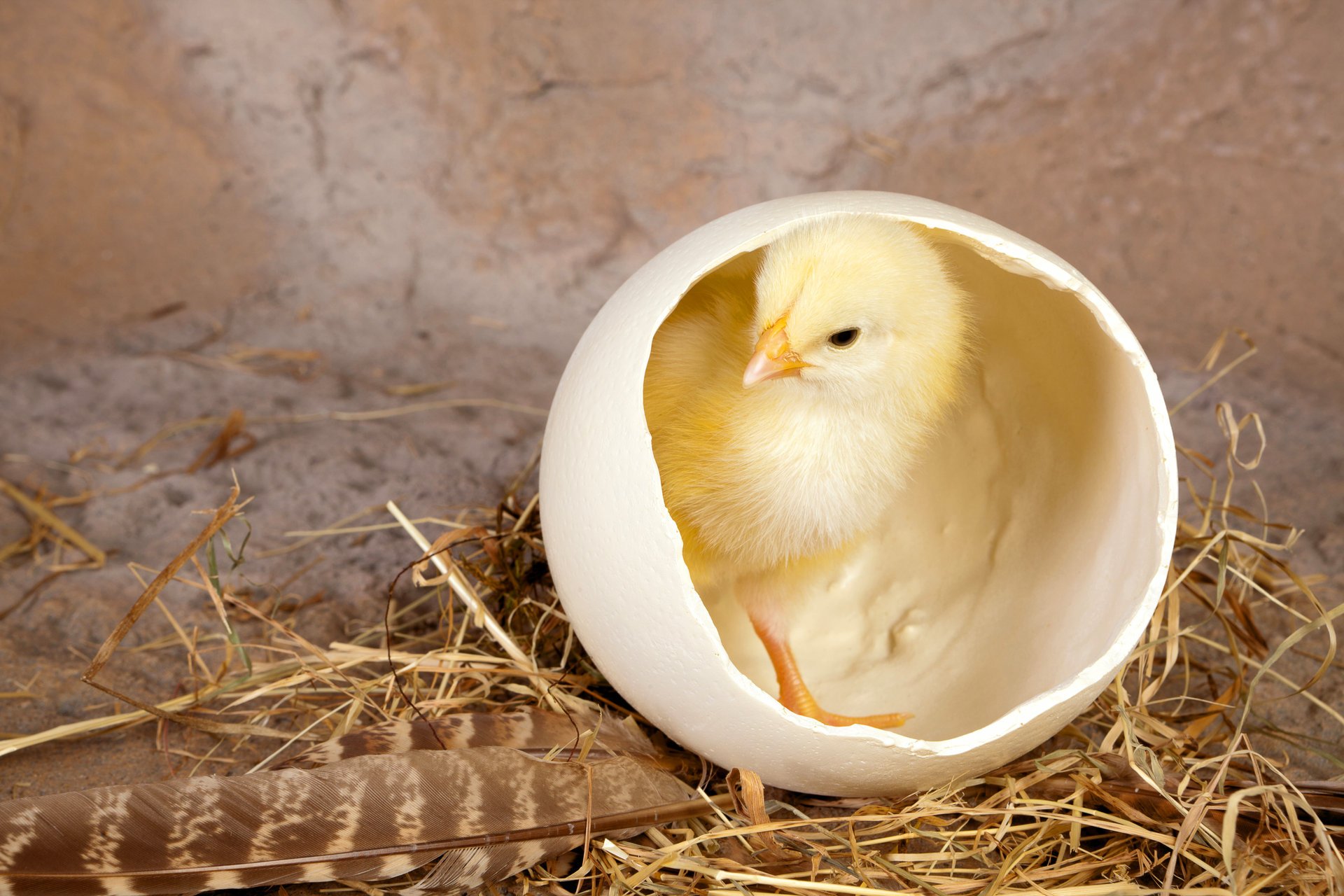 chick shell feather straw