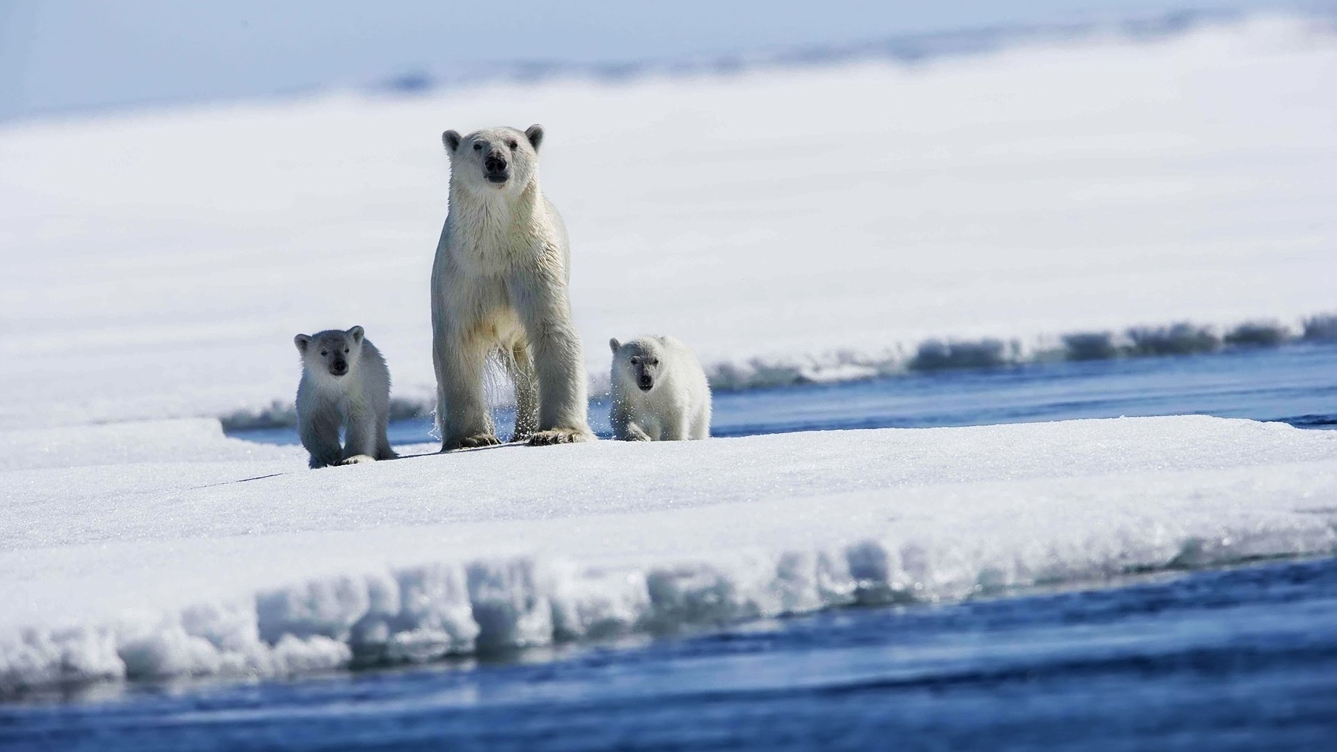 white bears snow next