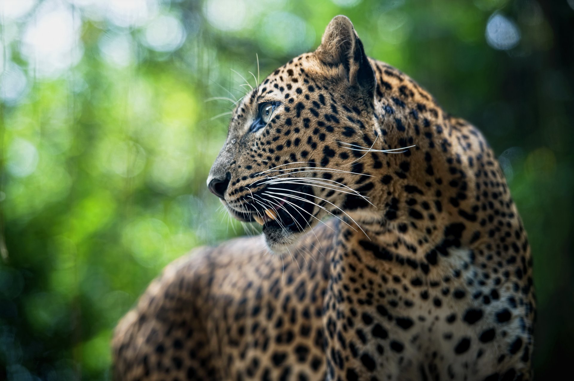 leopardo animale pantera pardus predatore