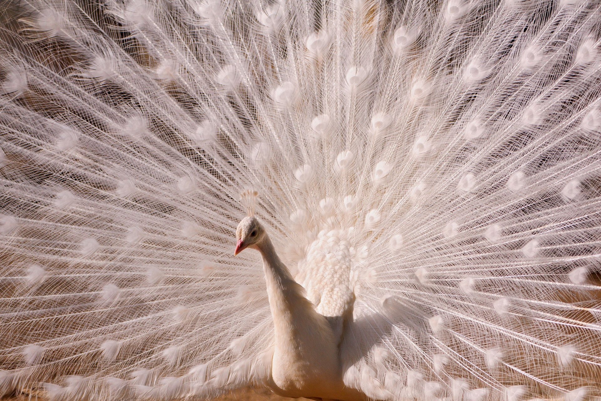 white peacock tail feather