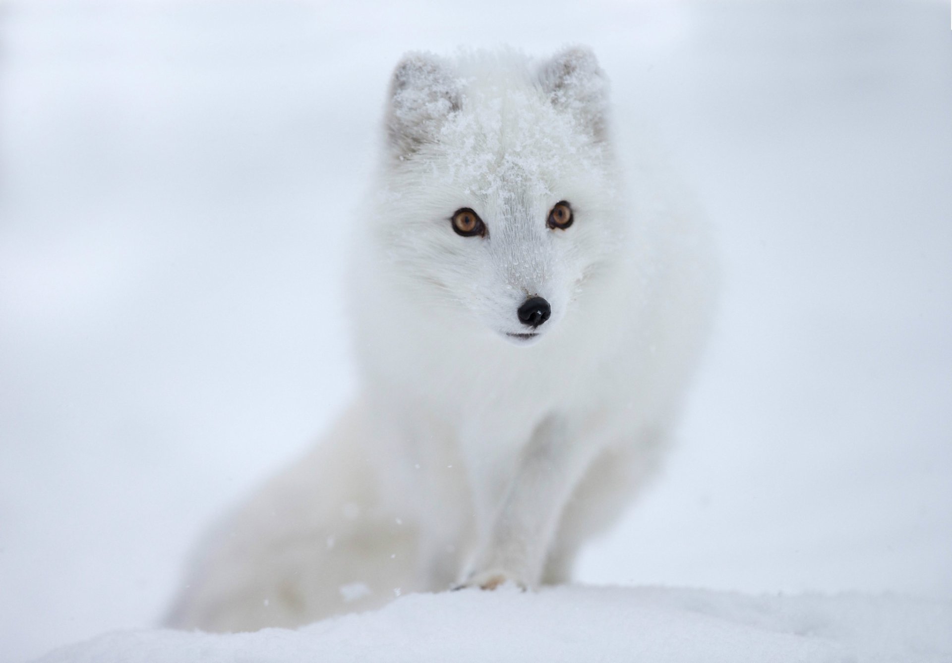 arctic fox polar fox snout view snow