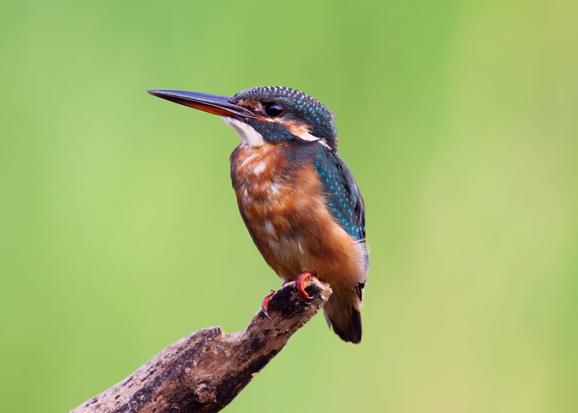 martin pescatore kingfisher ramo sfondo